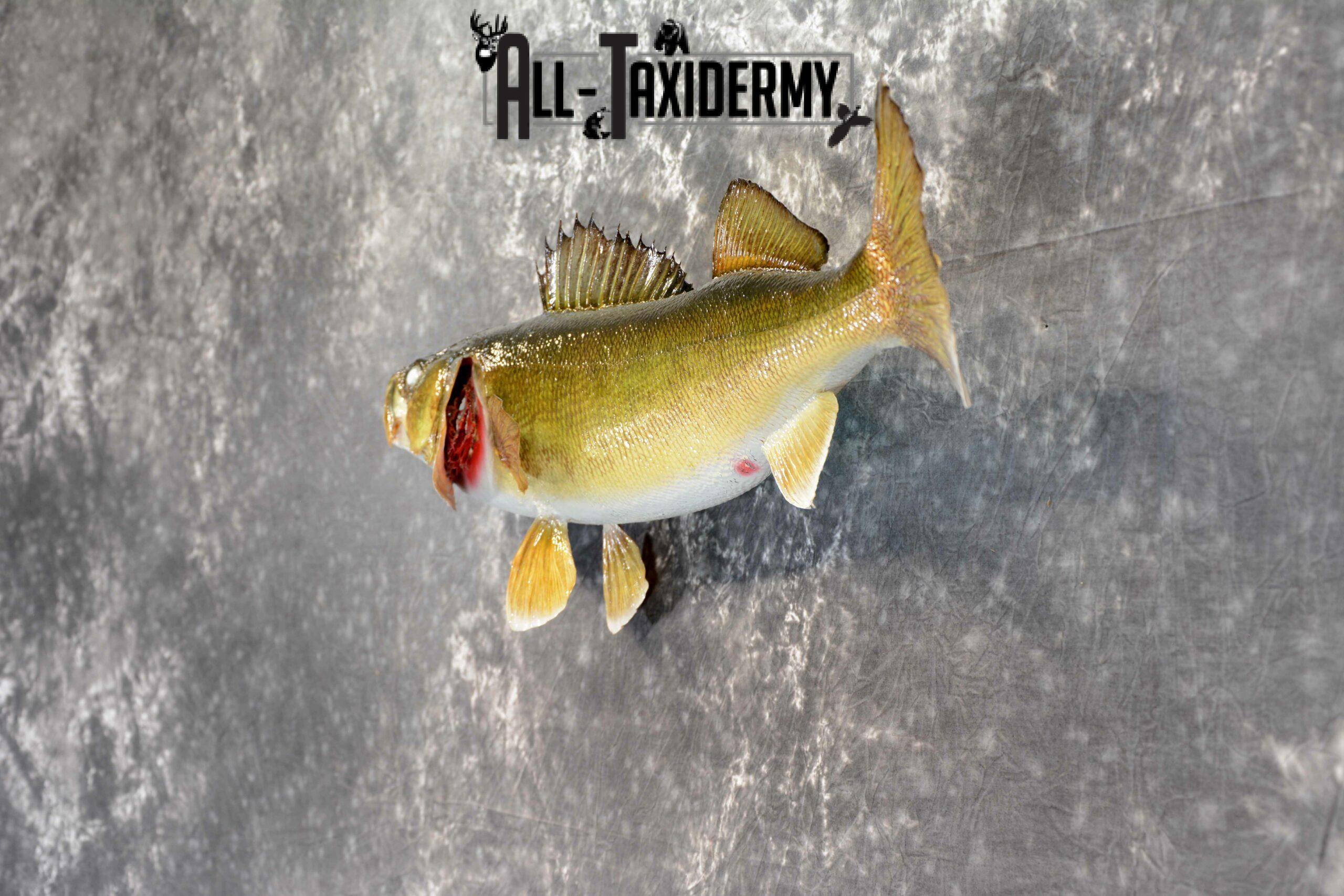 Walleye Skin Taxidermy Mount for Sale SKU 1050 - Image 4