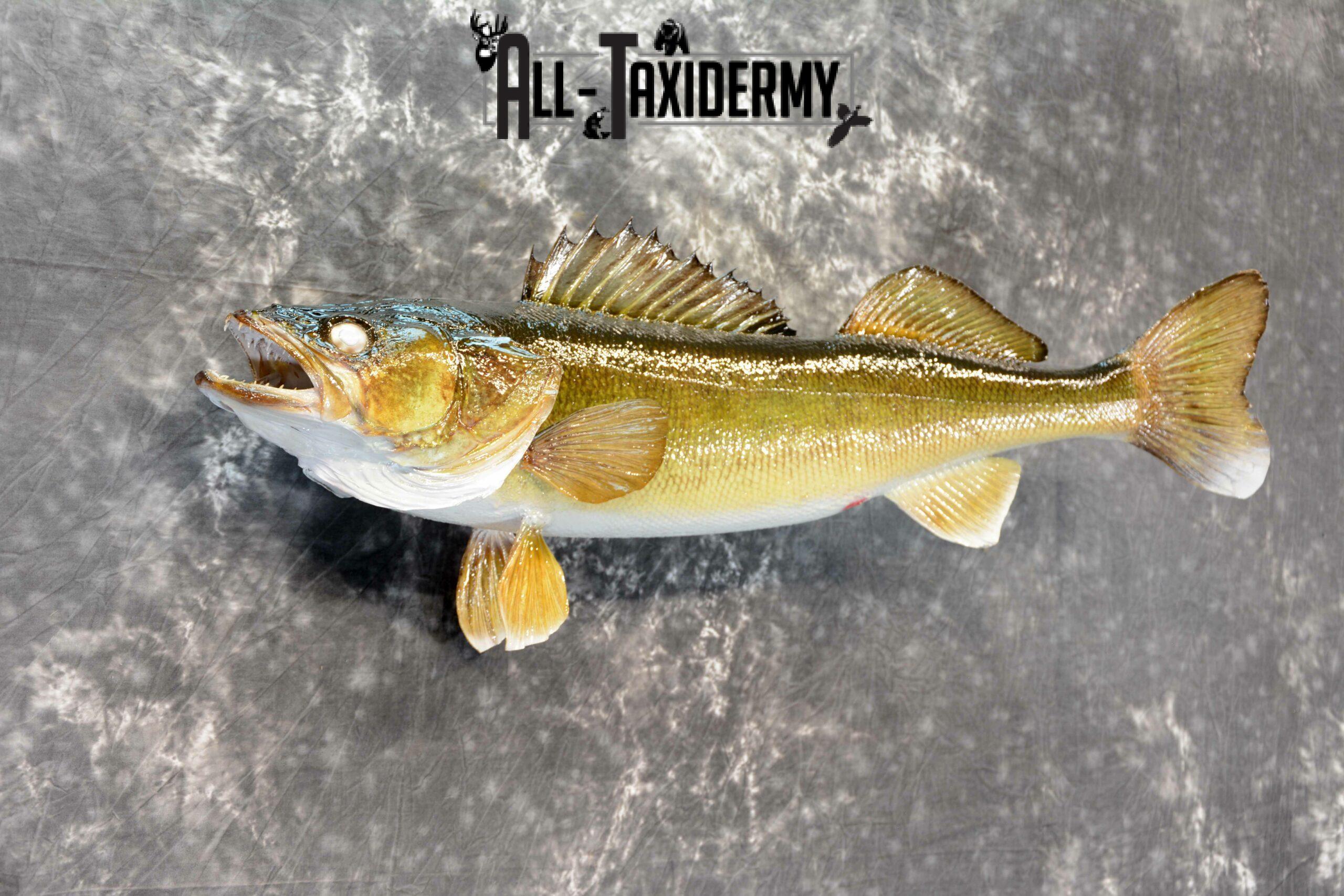 Walleye Skin Taxidermy Mount for Sale SKU 1050 - Image 5