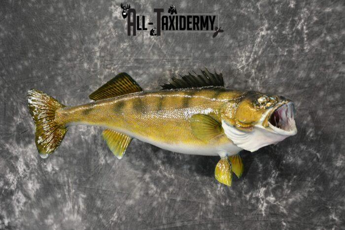 Walleye skin taxidermy