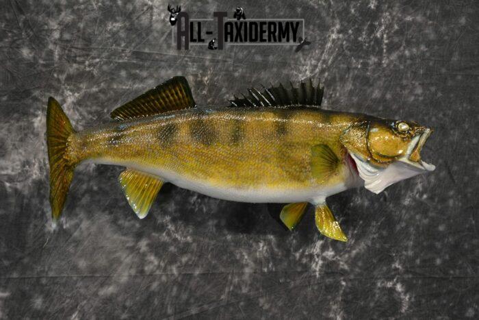 Walleye skin taxidermy