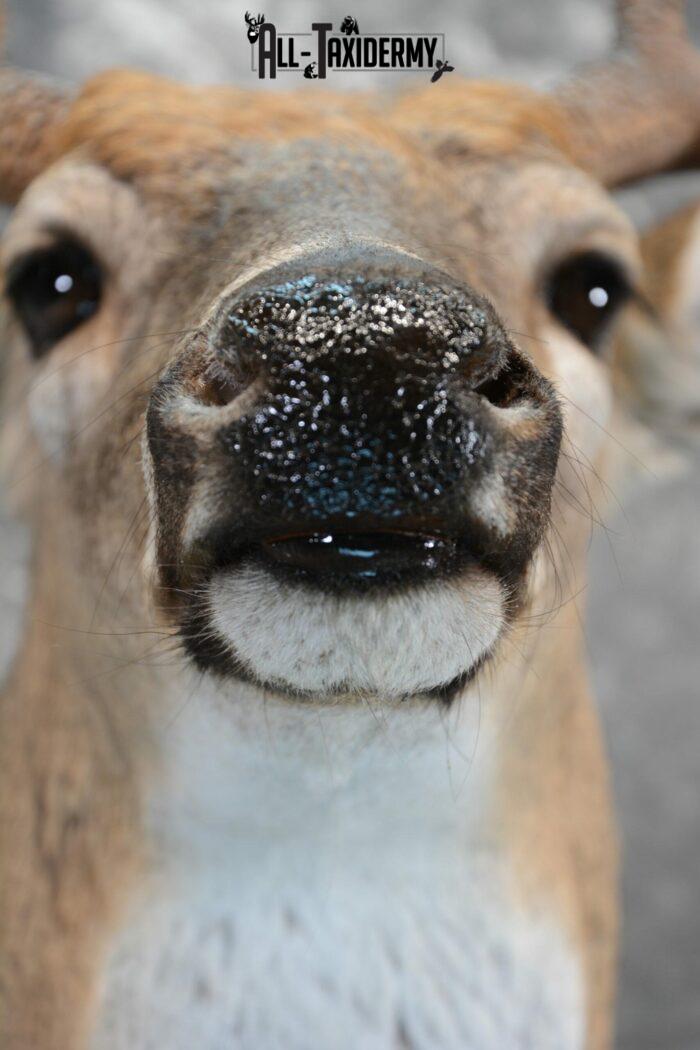 Whitetail Deer Antler plaque Taxidermy mount (1)