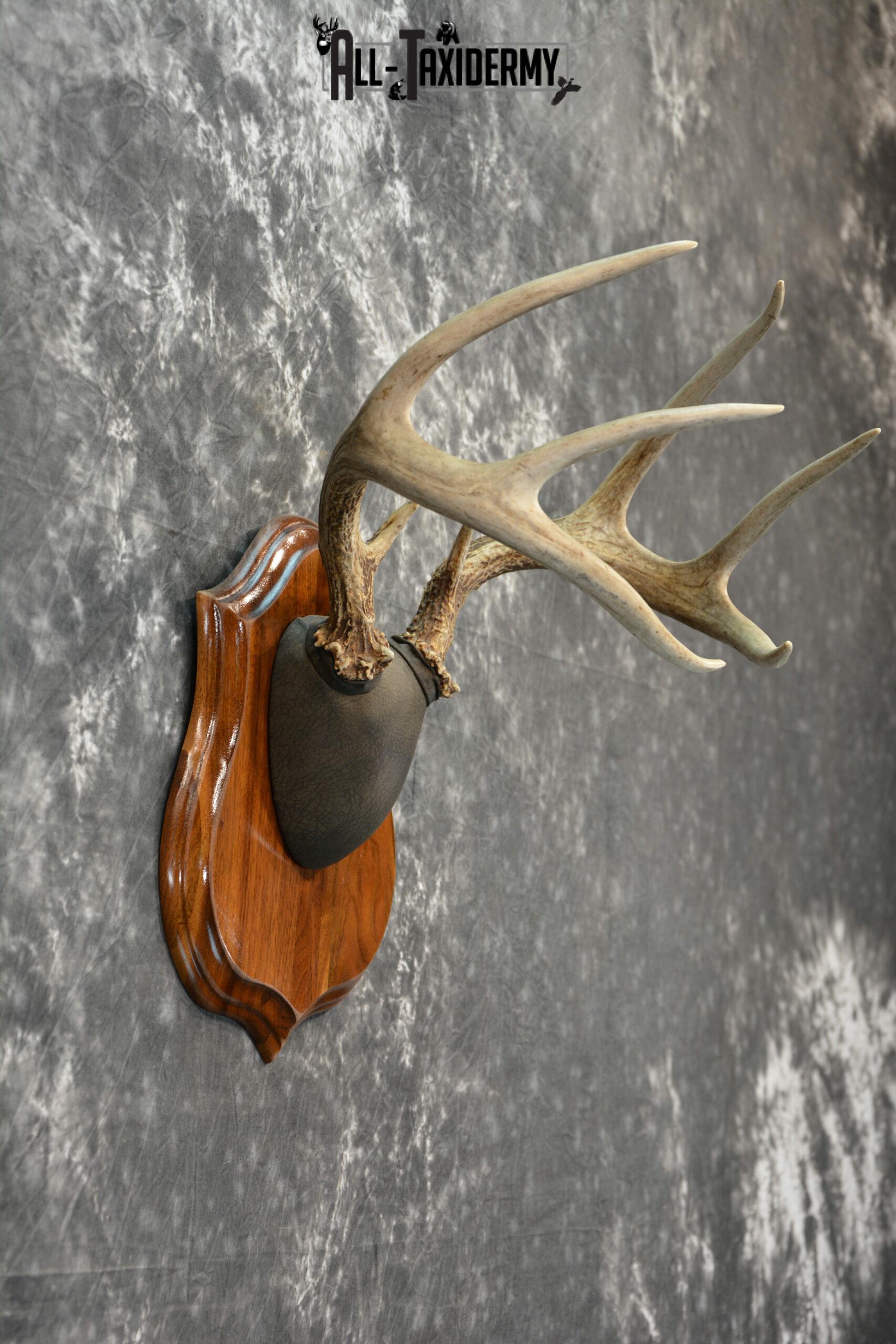 Whitetail Deer Antler plaque Taxidermy mount