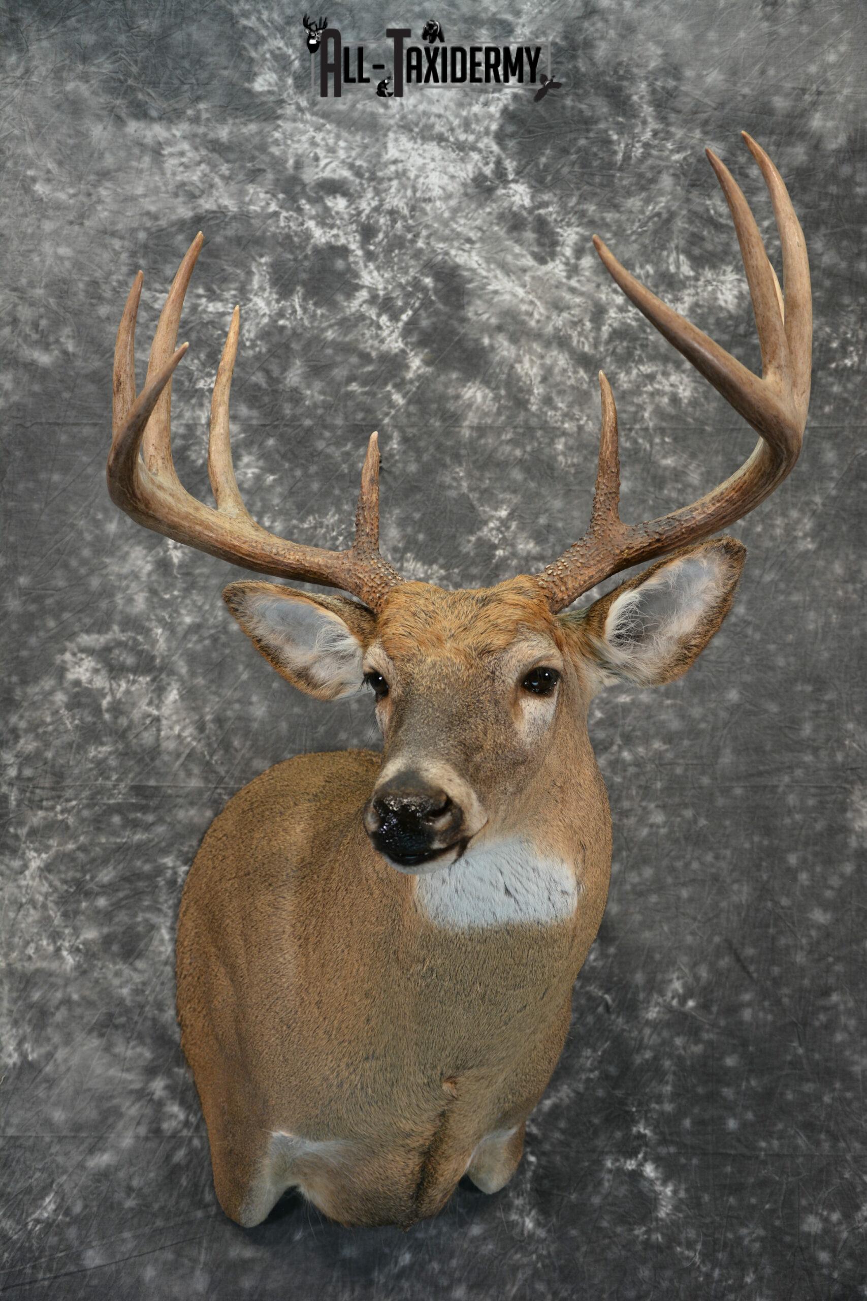 Whitetail Deer Taxidermy mount for Sale SKU 1041 - Image 3