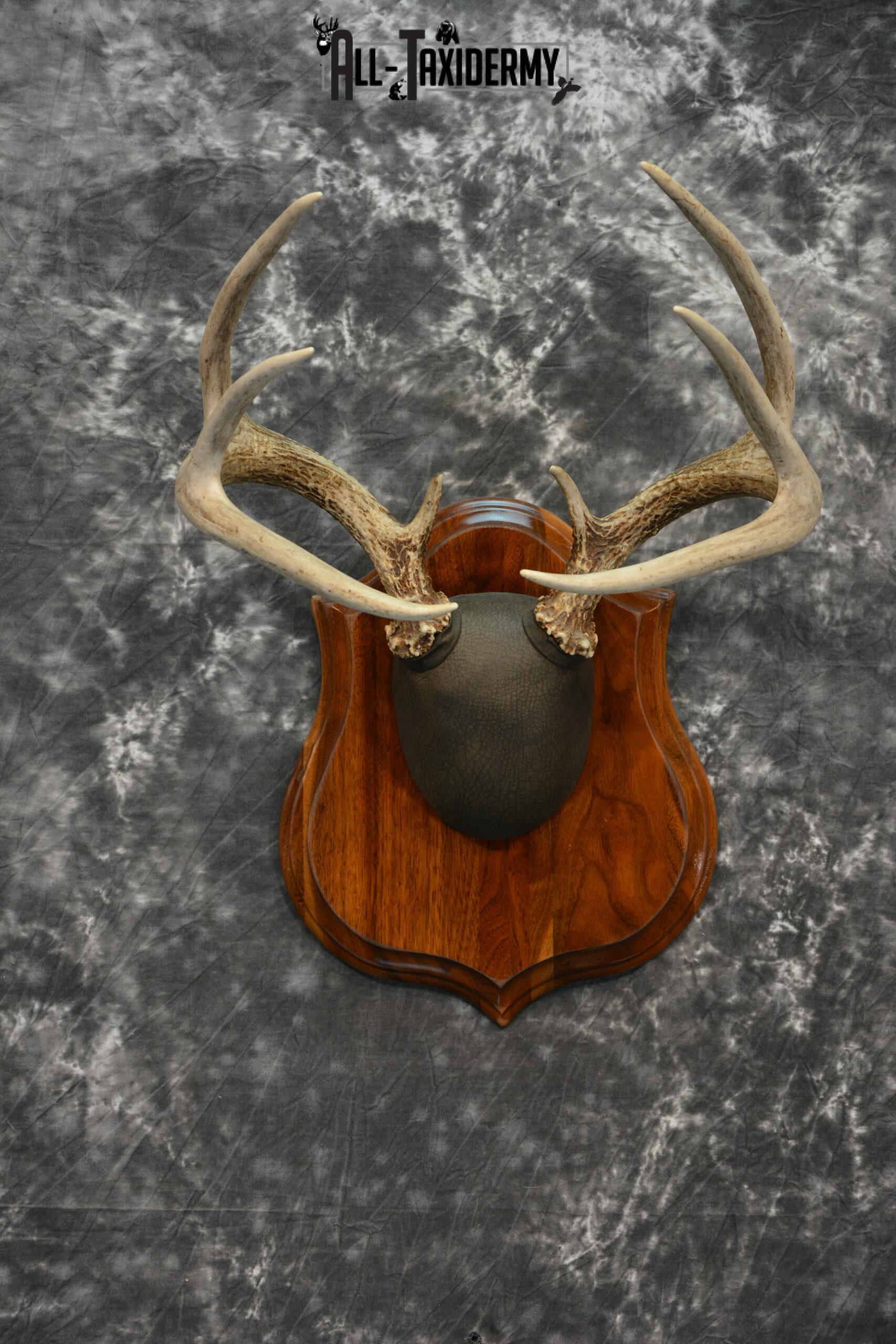 Whitetail Deer Antler plaque Taxidermy mount for Sale SKU 1040 - Image 3