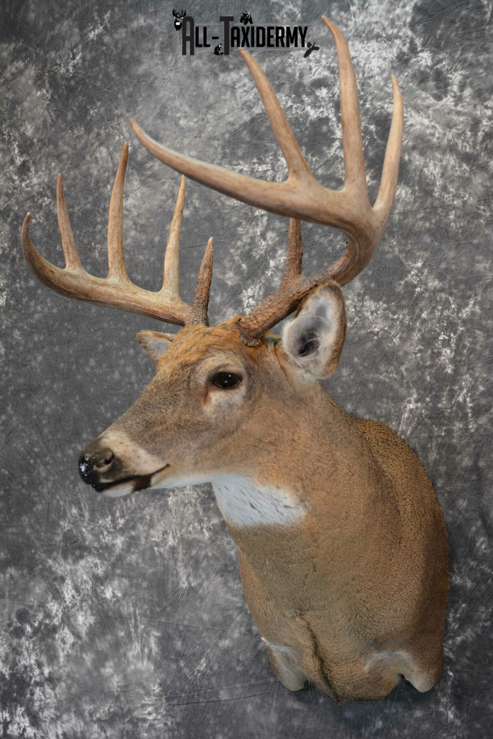 Whitetail Deer Taxidermy mount for Sale SKU 1041 - Image 4