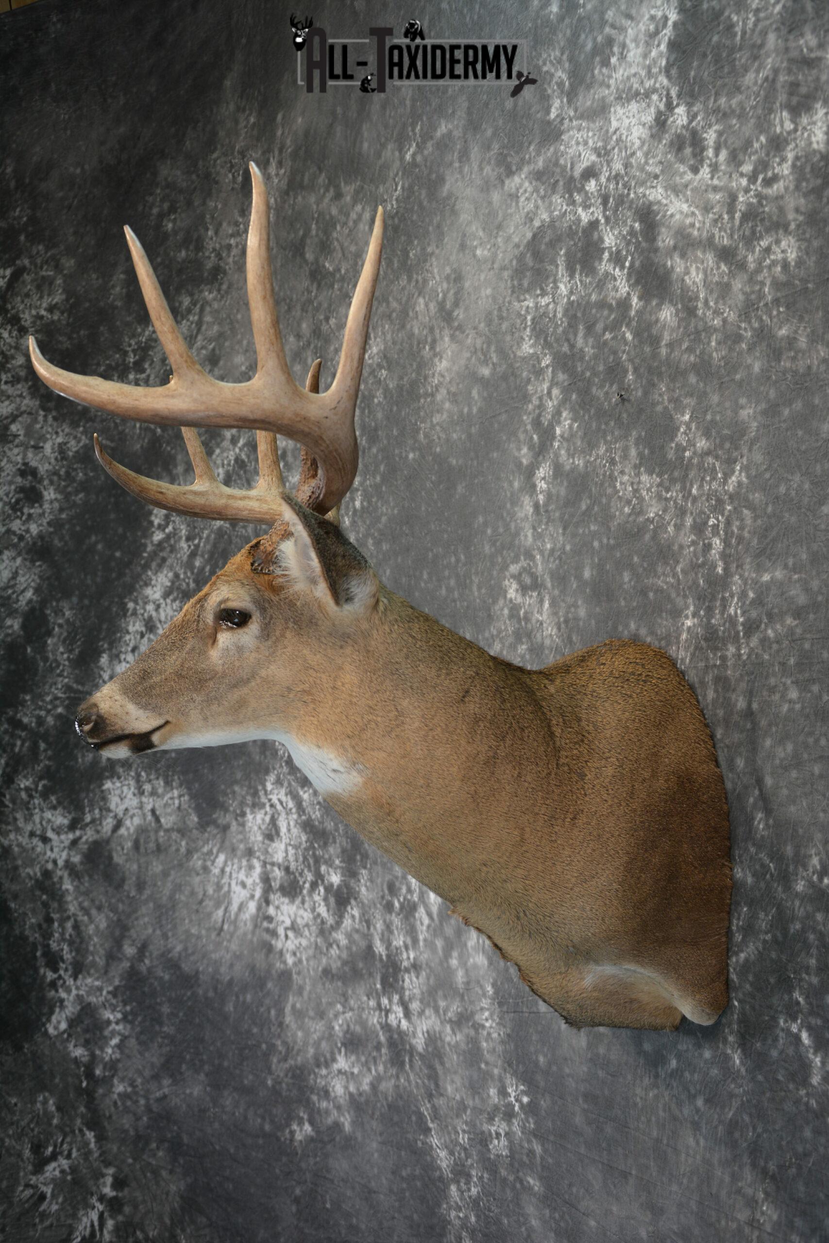 Whitetail Deer Taxidermy mount for Sale SKU 1041 - Image 5