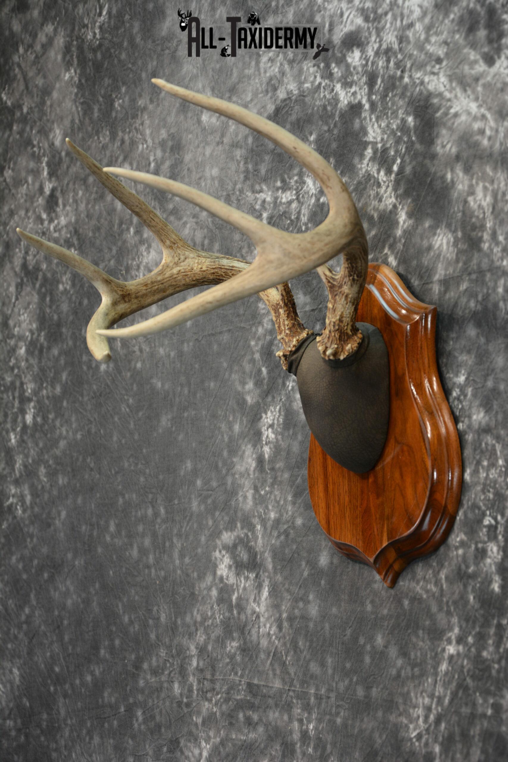 Whitetail Deer Antler plaque Taxidermy mount for Sale SKU 1040 - Image 5
