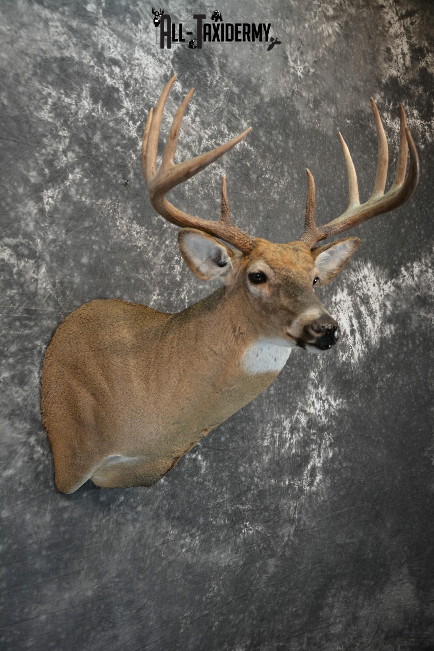 Whitetail Deer Taxidermy mount for Sale SKU 1041 - Image 6