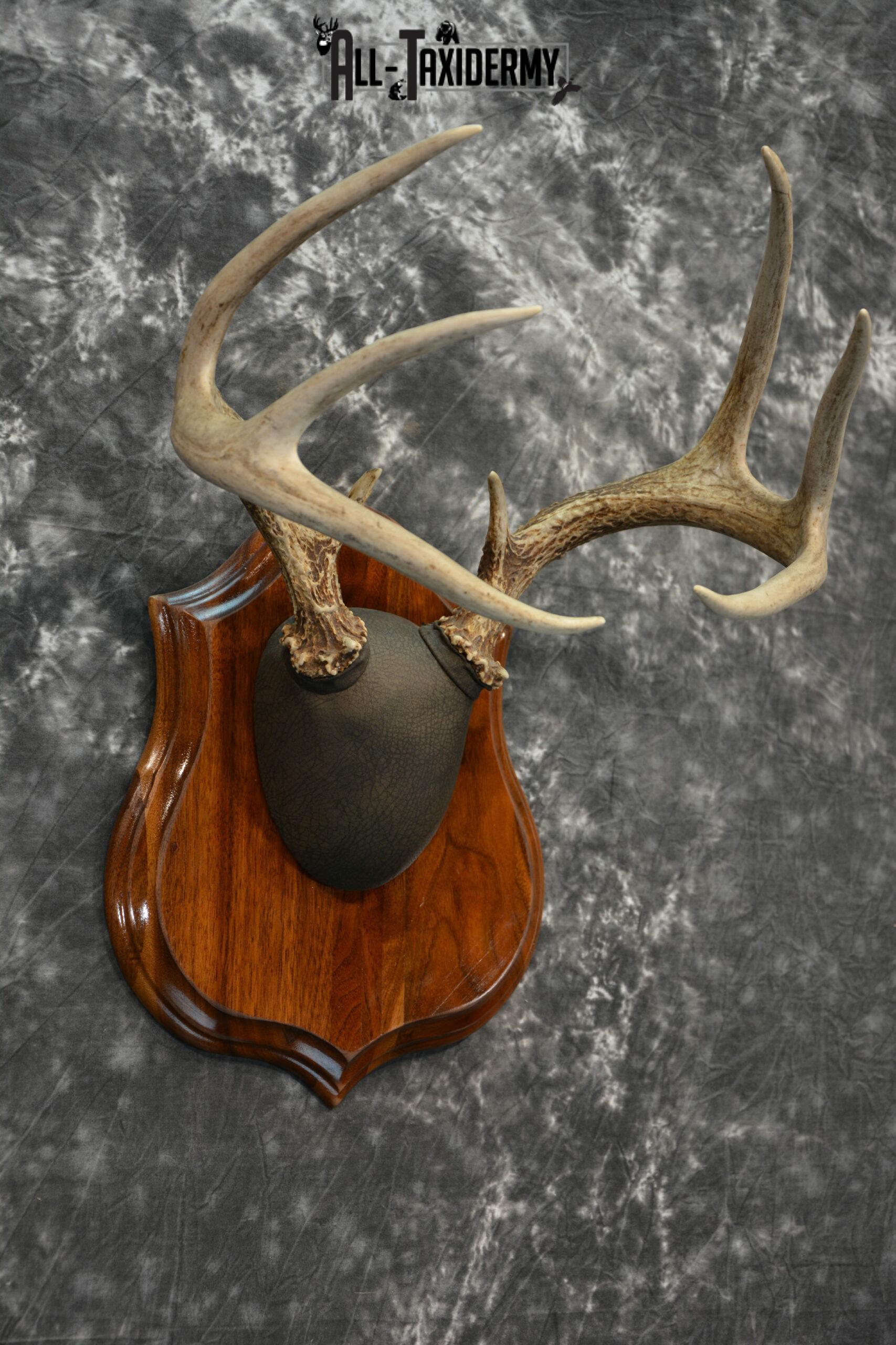 Whitetail Deer Antler Plaque Taxidermy Mount For Sale SKU 1040 All