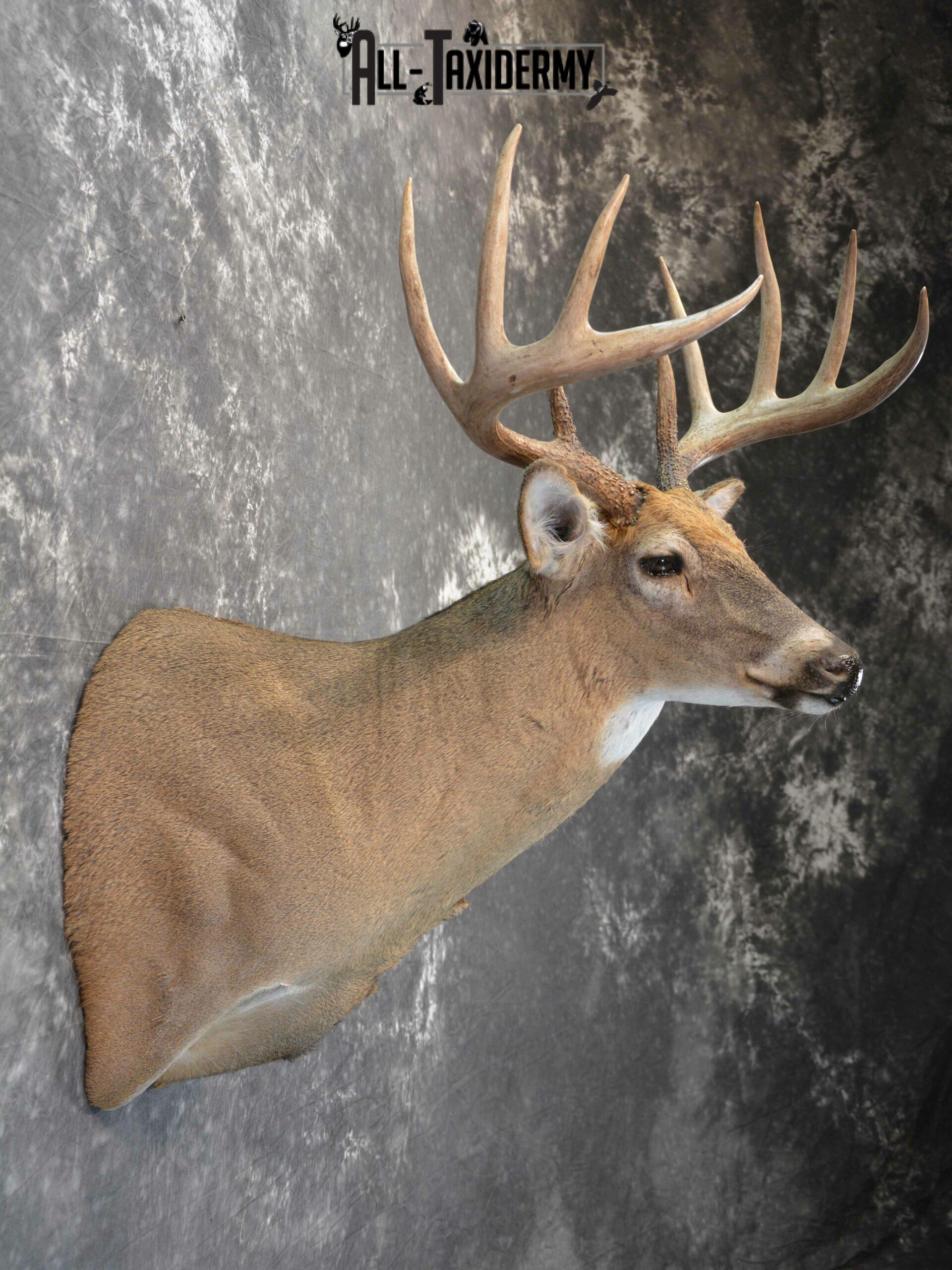 Whitetail Deer Taxidermy mount for Sale SKU 1041 - Image 7