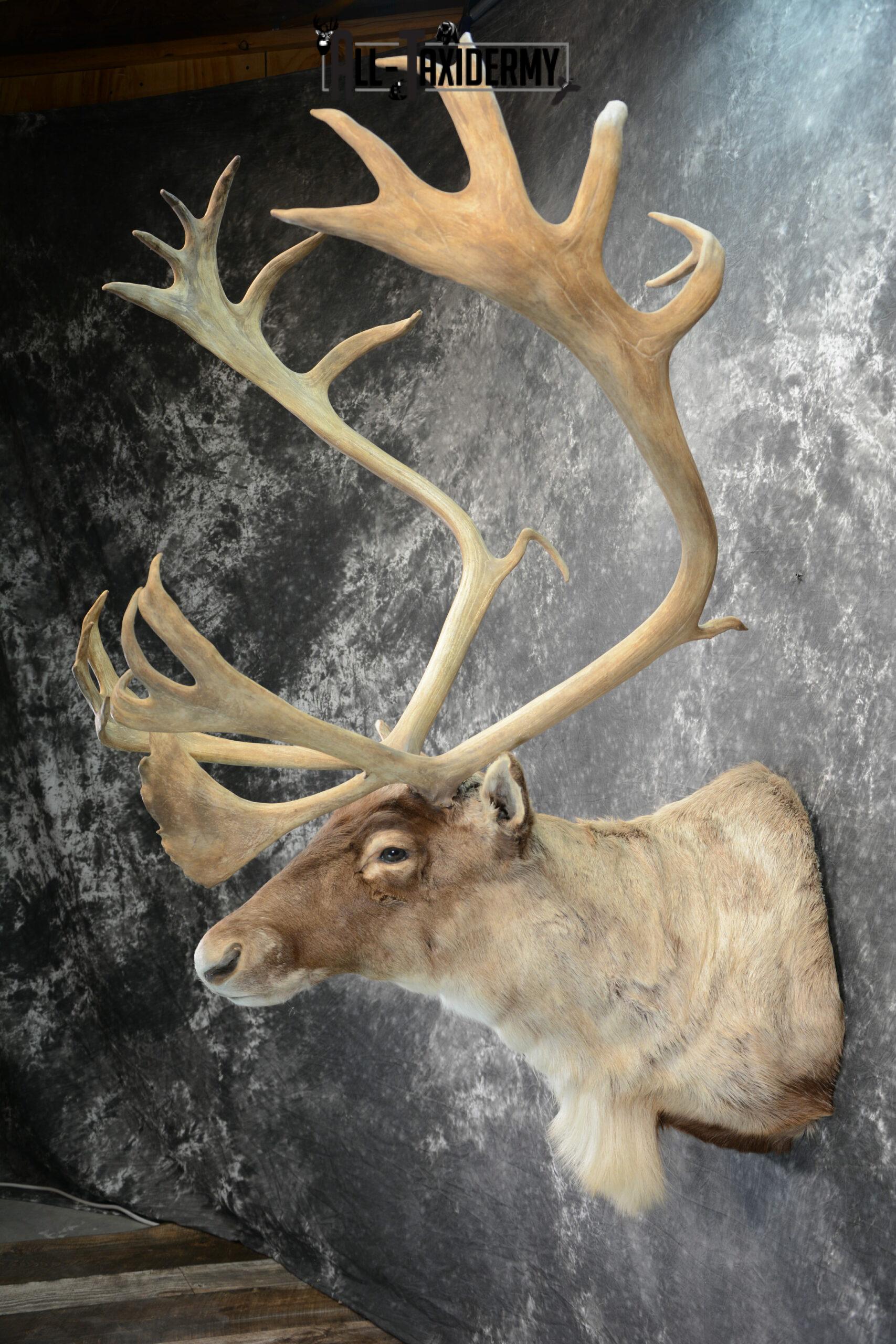 Barren-Ground Caribou Taxidermy for sale SKU 1061 - Image 4