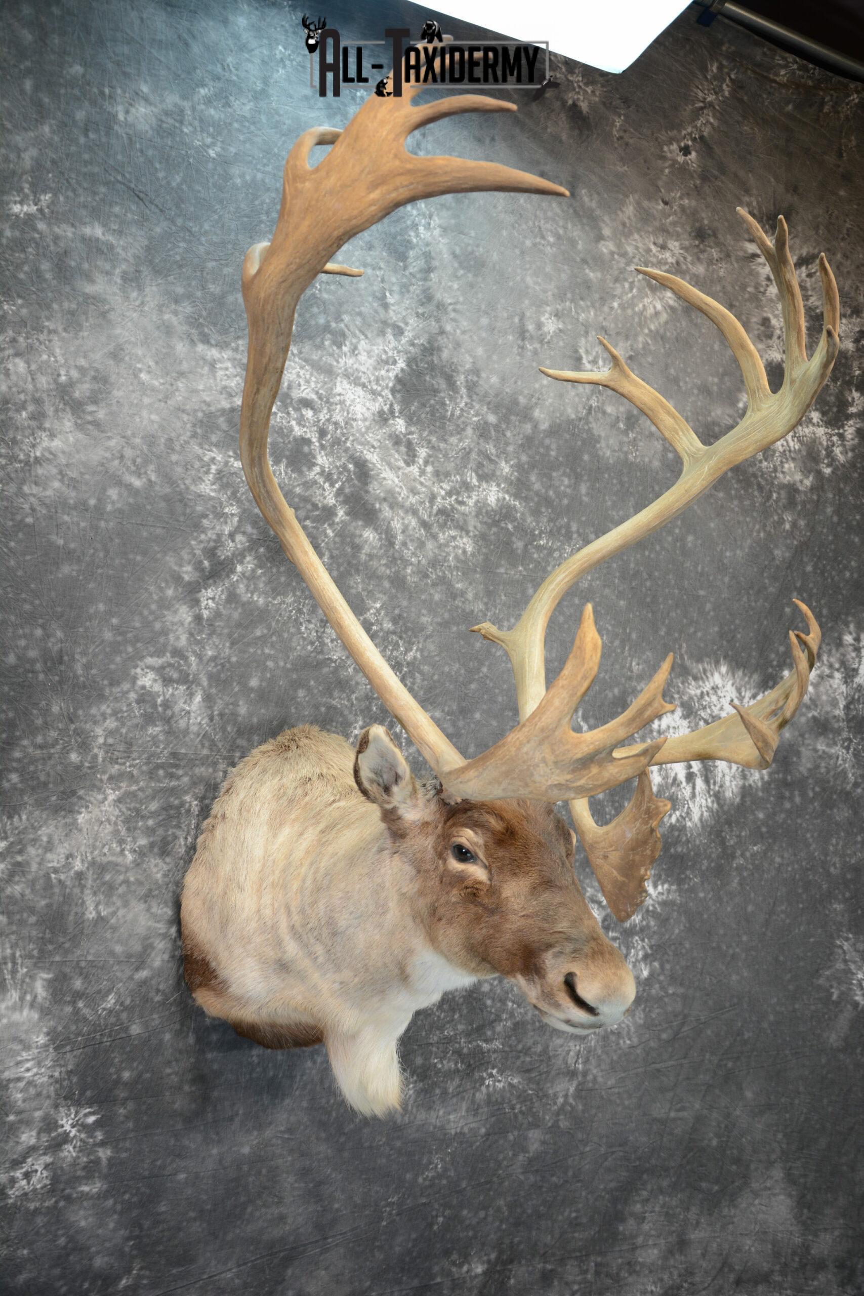 Barren-Ground Caribou Taxidermy for sale SKU 1061 - Image 6