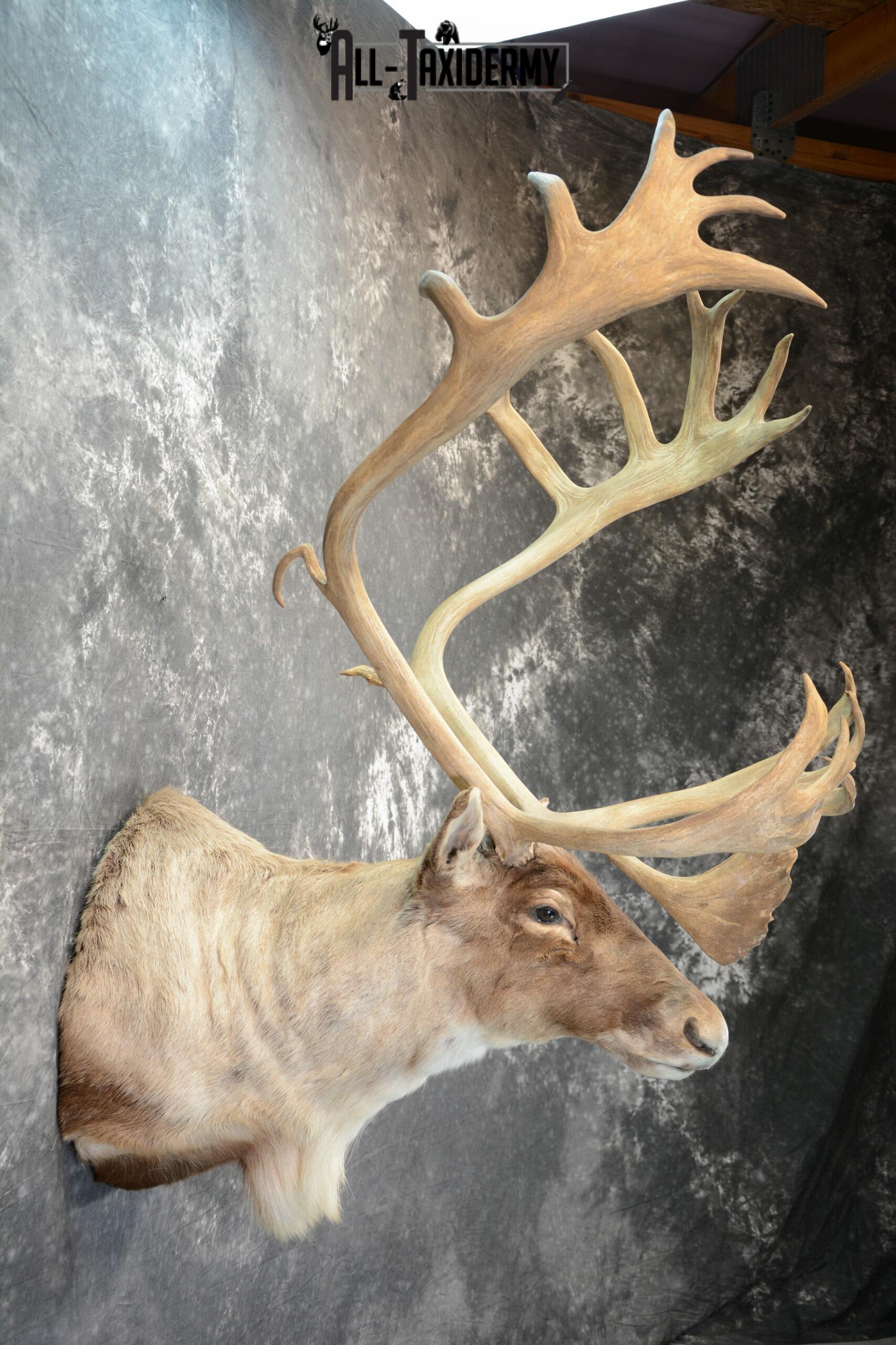Barren-Ground Caribou Taxidermy for sale SKU 1061 - Image 5