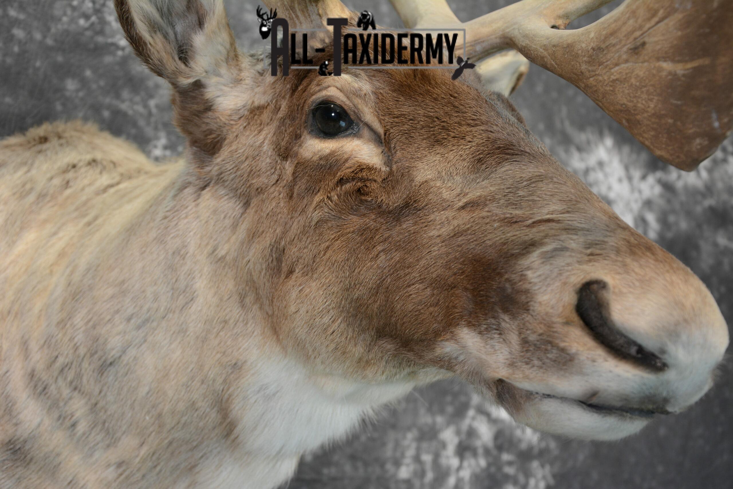 Barren-Ground Caribou Taxidermy for sale SKU 1061 - Image 8