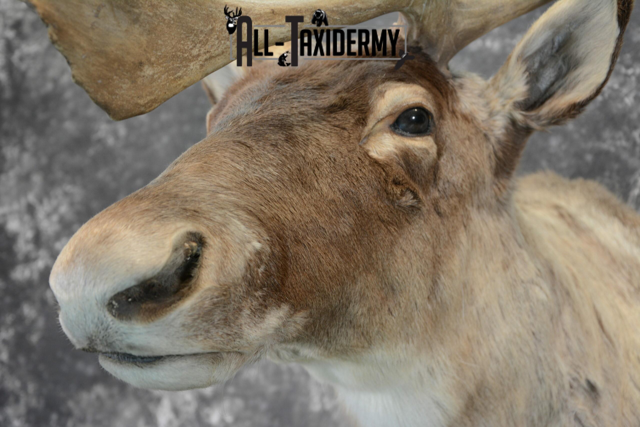 Barren-Ground Caribou Taxidermy for sale SKU 1061 - Image 9