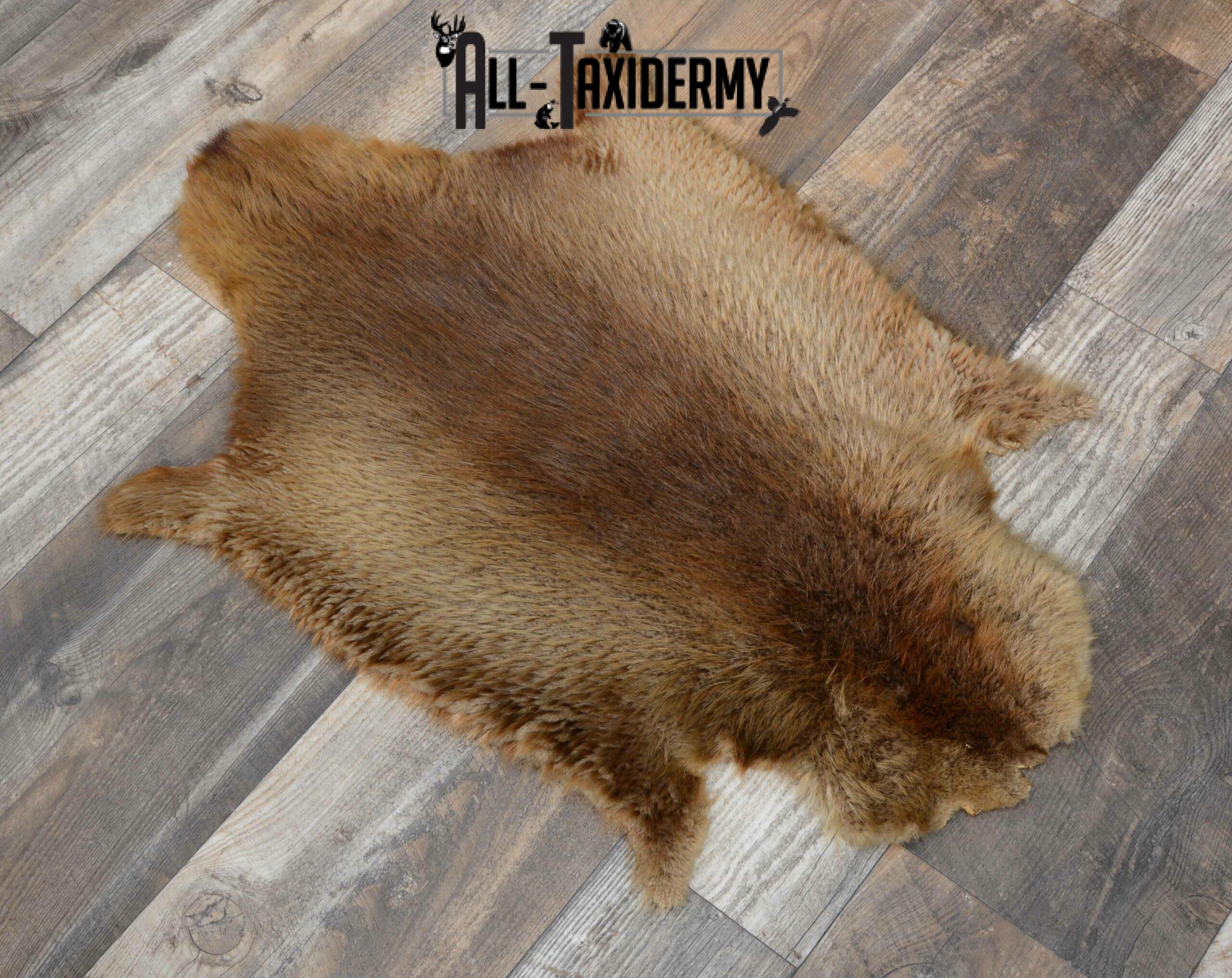 Beaver Hide Pelt Taxidermy for sale SKU 1103 - Image 3