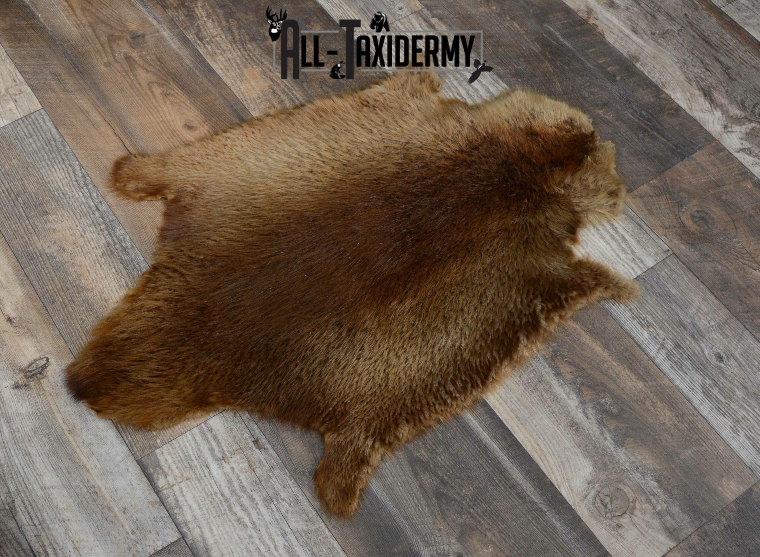 Beaver Hide Pelt Taxidermy for sale SKU 1103 - Image 4