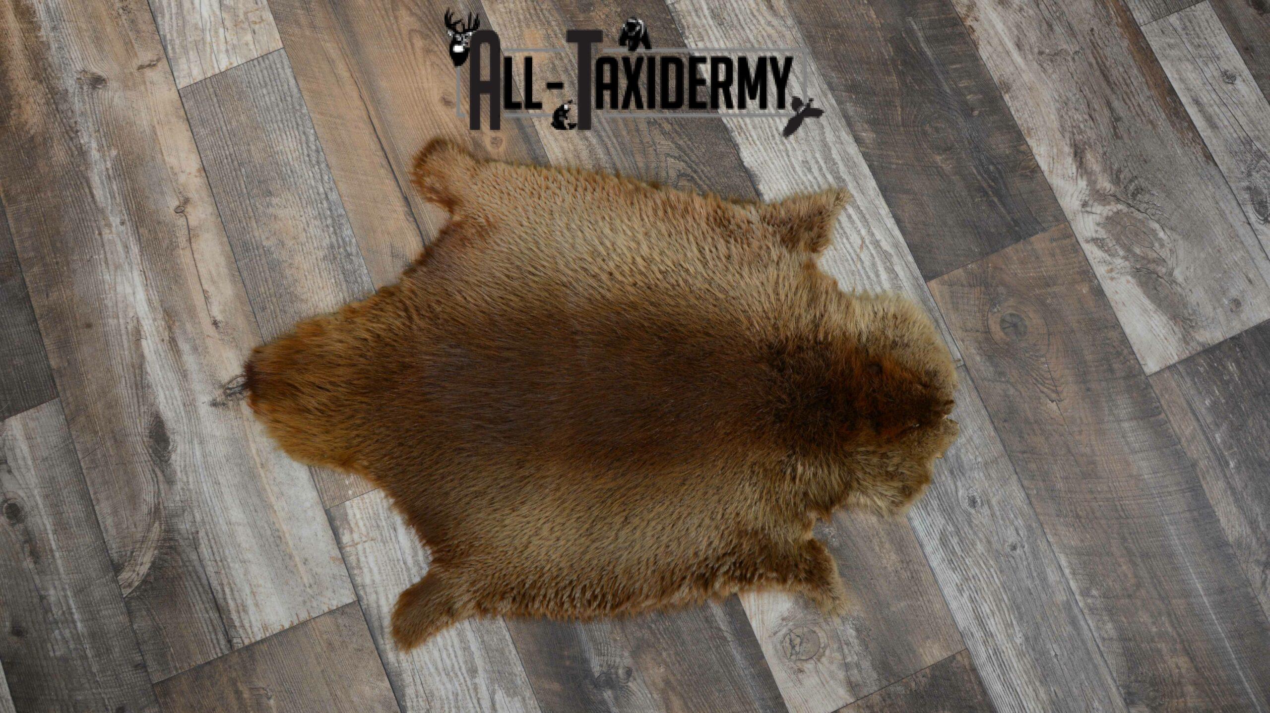 Beaver Hide Pelt Taxidermy for sale SKU 1103 - Image 5