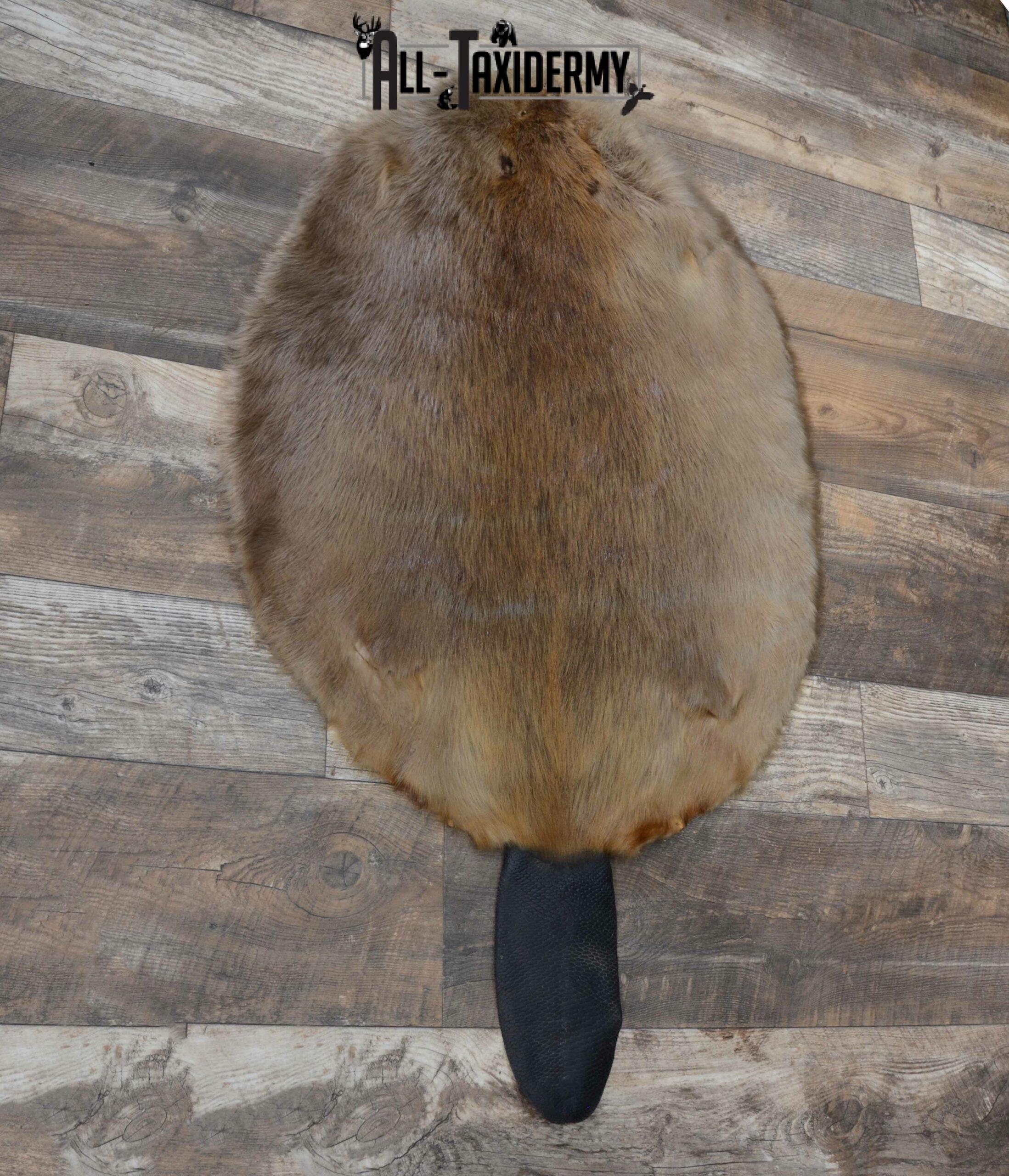 Beaver Hide Pelt Taxidermy for sale SKU 1102 - Image 2