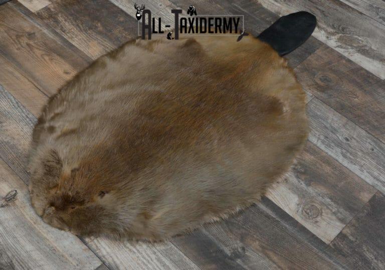Beaver Hide Pelt Taxidermy for sale SKU 1102 All Taxidermy