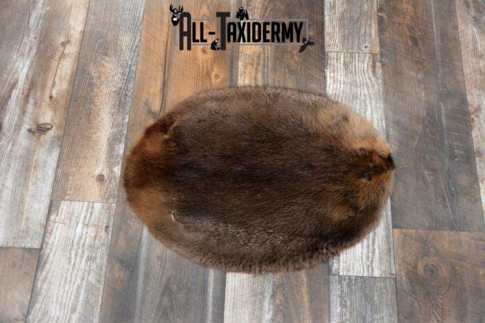 beaver taxidermy pelt