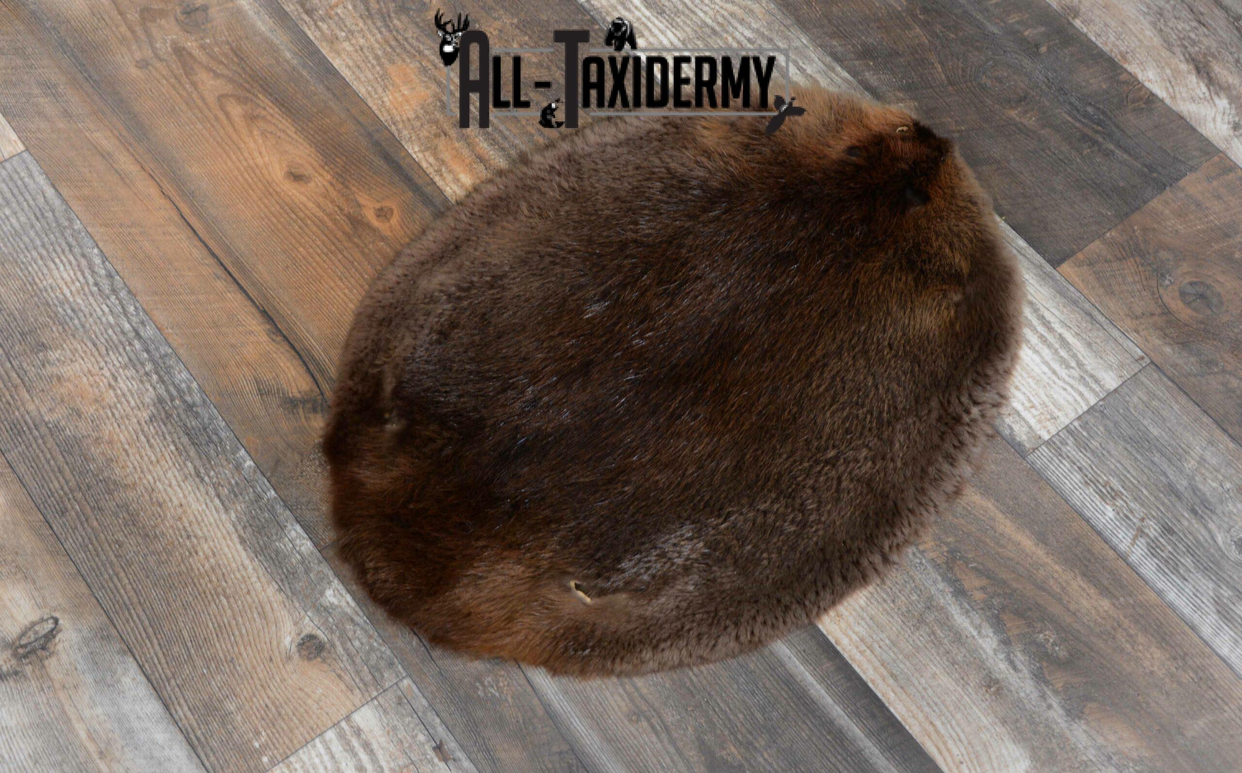 Beaver Hide Pelt Taxidermy for sale SKU 1104 - Image 3