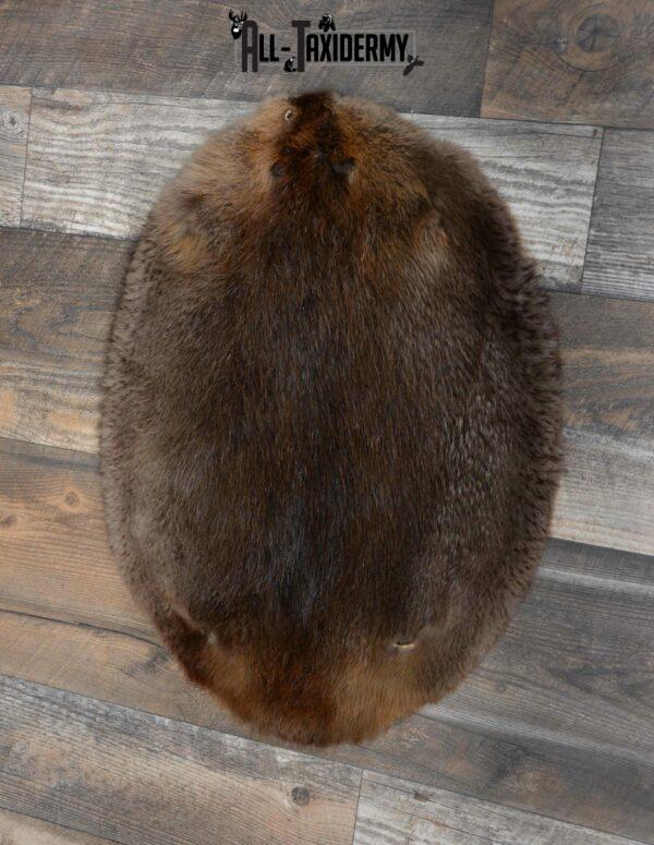 tails taxidermy beaver dam