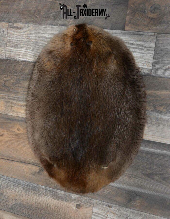 Beaver taxidermy pelt