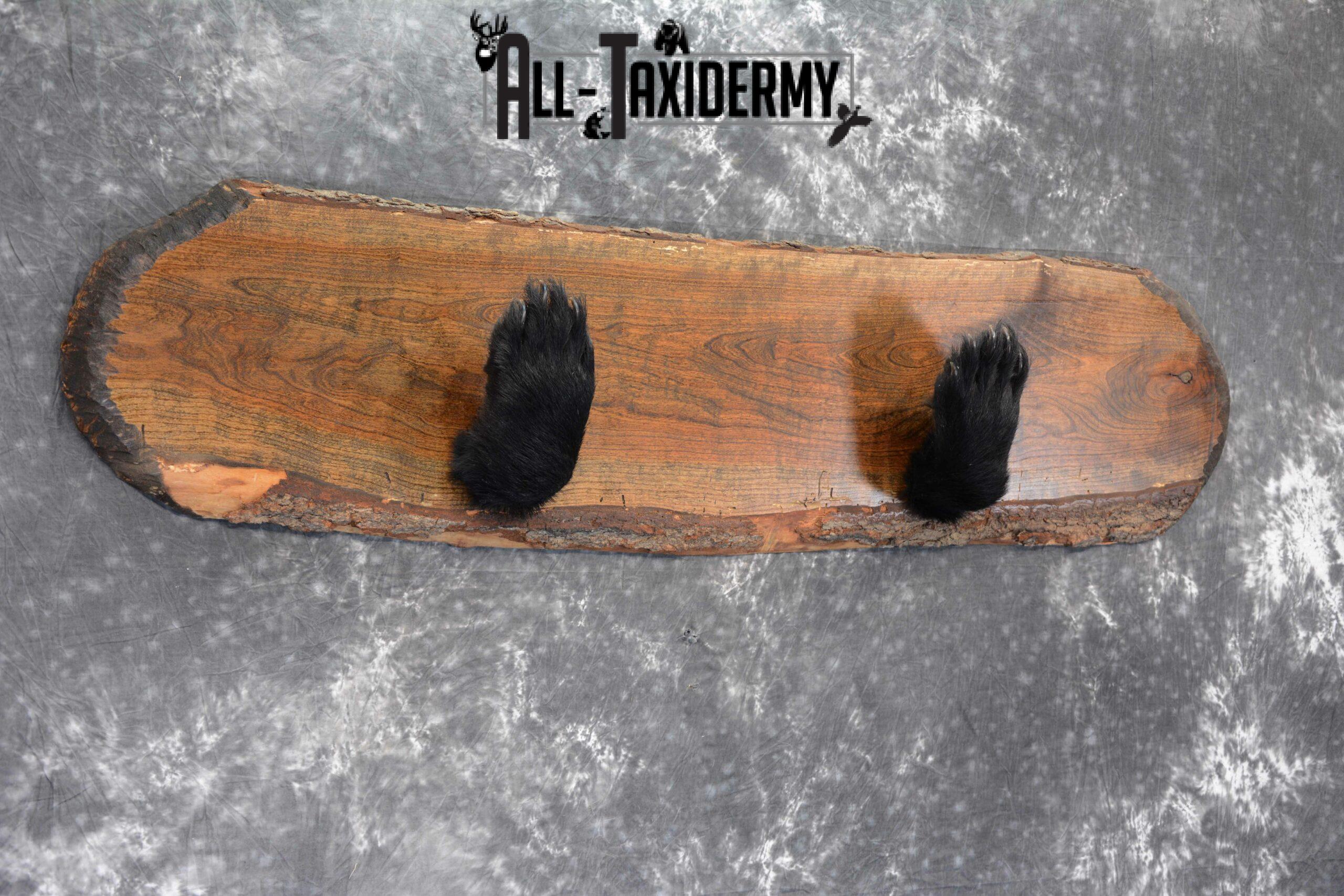 Black Bear Taxidermy paw gun holder for sale SKU 1045 - Image 3