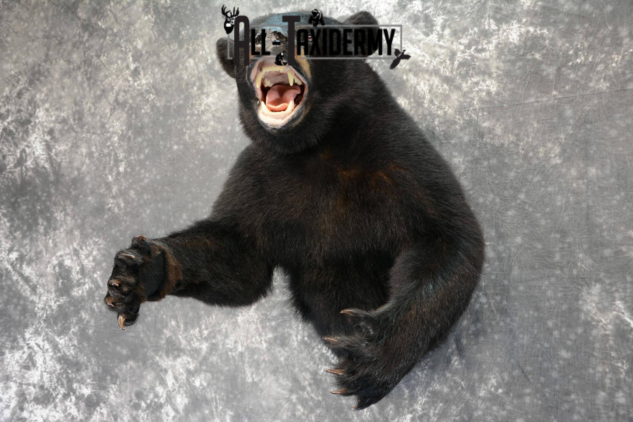 Black Bear Taxidermy mount for Sale SKU 1044 - Image 2
