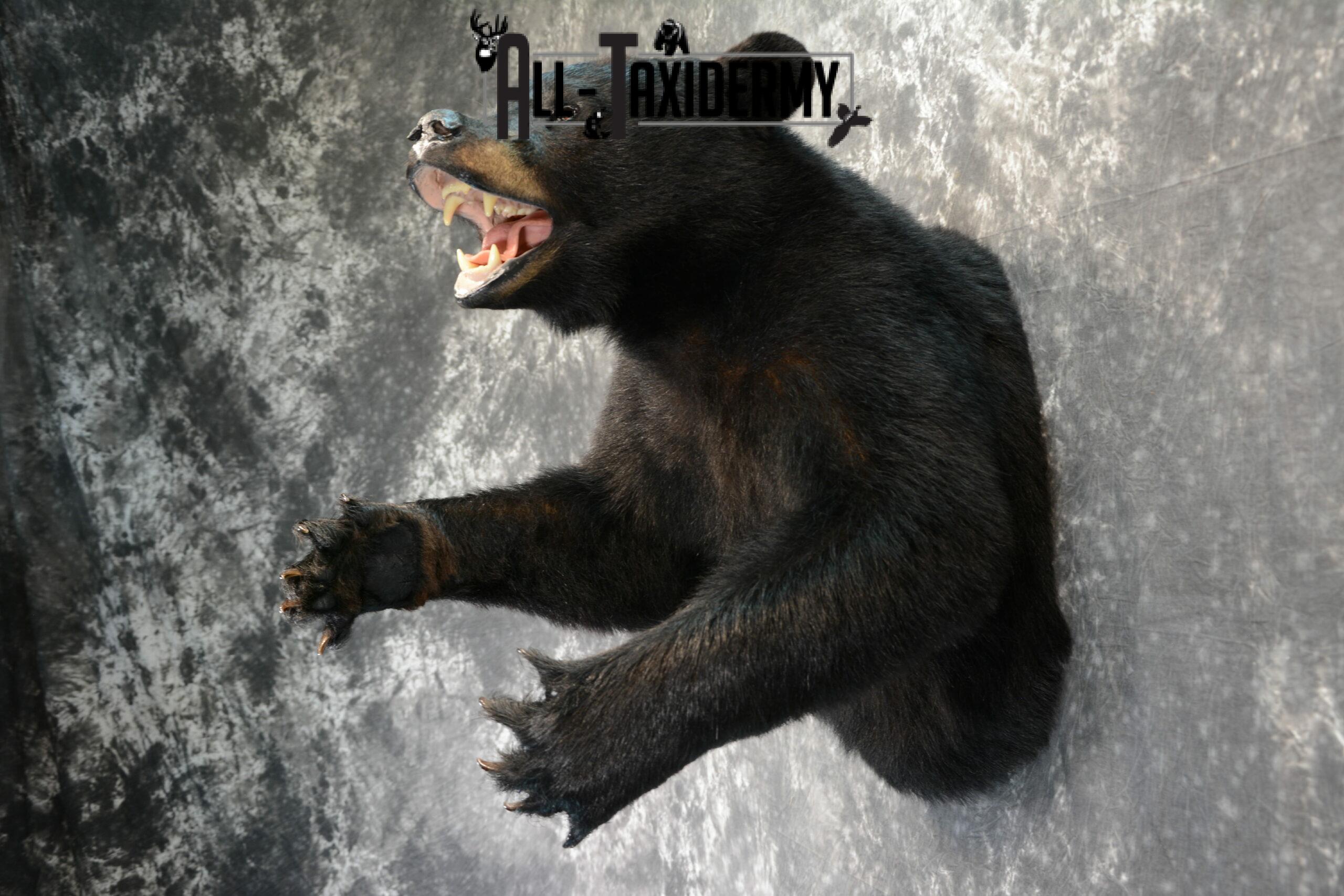 Black Bear Taxidermy mount for Sale SKU 1044 - Image 3
