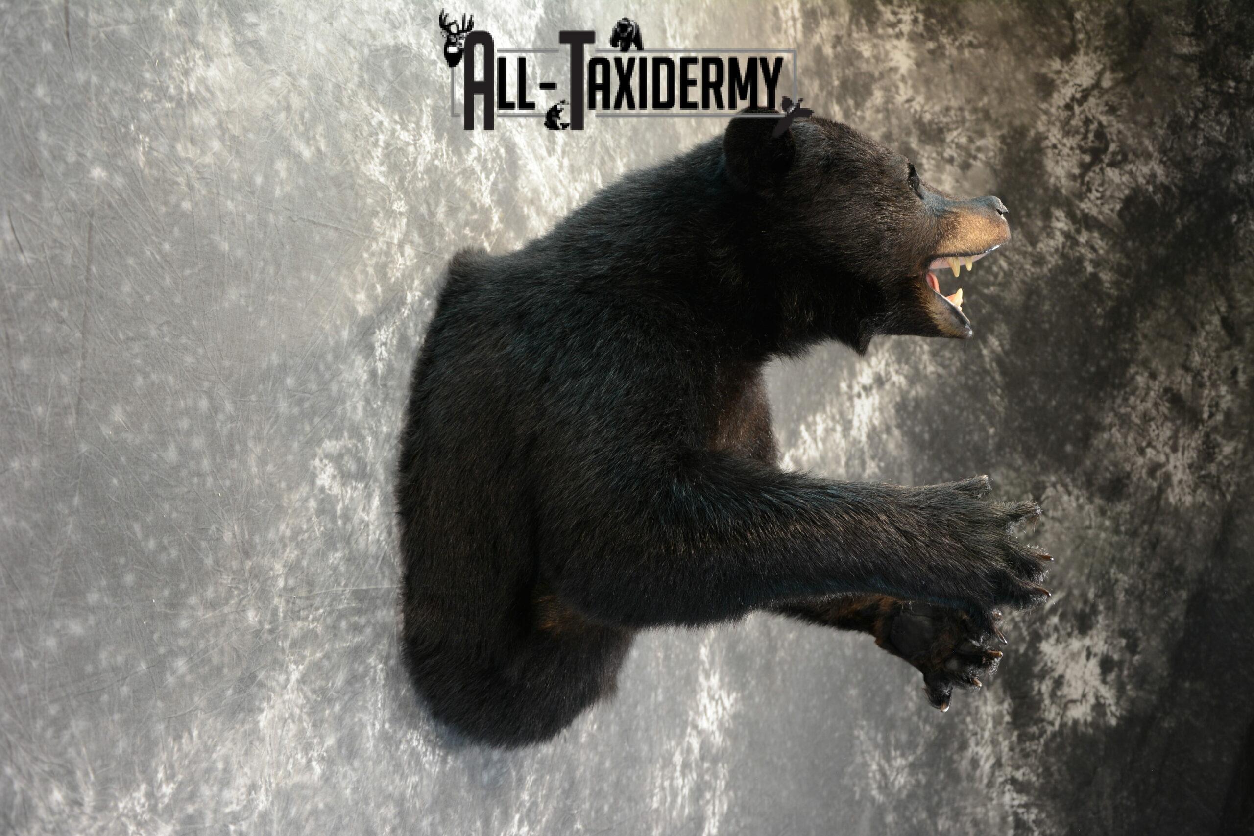 Black Bear Taxidermy mount for Sale SKU 1044 - Image 4