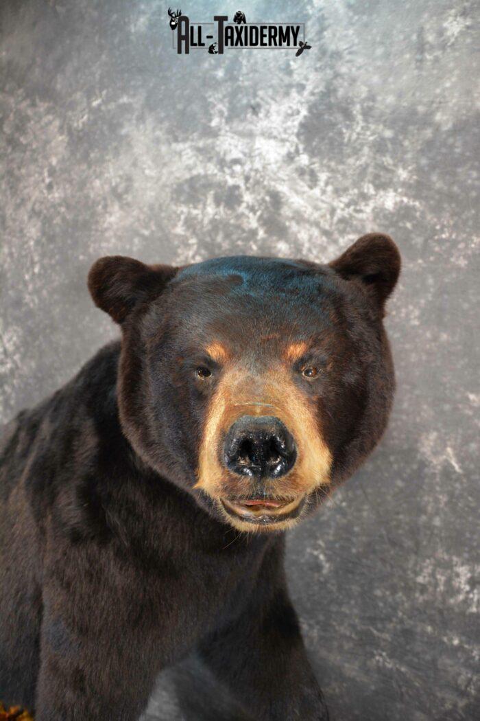 black bear taxidermy mounts