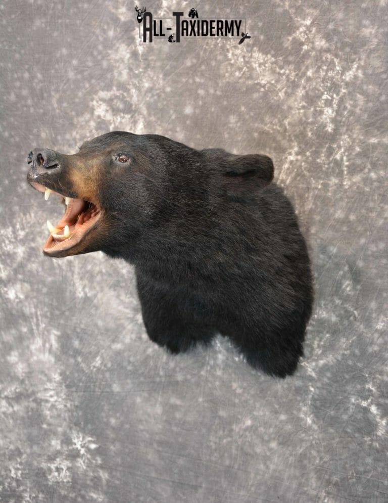 black bear taxidermy for sale