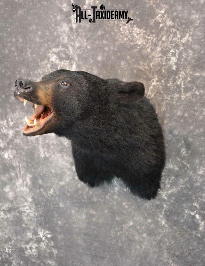 black bear taxidermy mounts