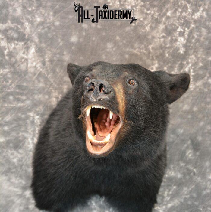 black bear taxidermy mounts