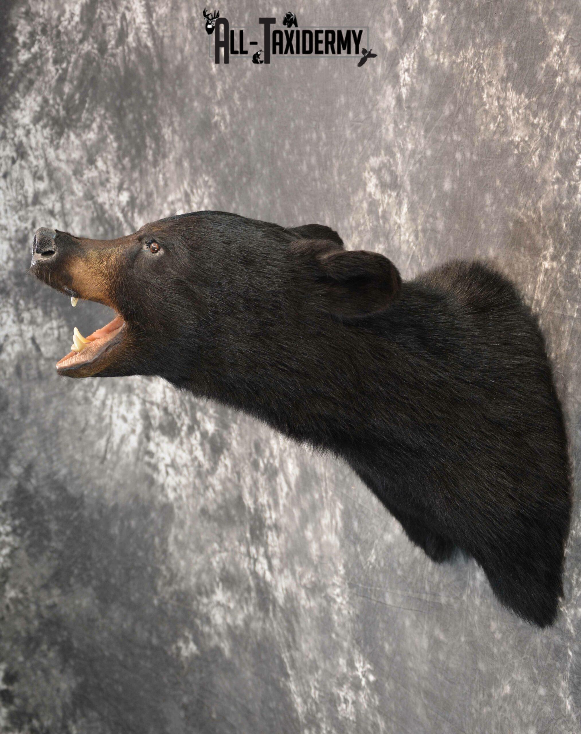 Black Bear Taxidermy Mount for Sale SKU 1184 - Image 3