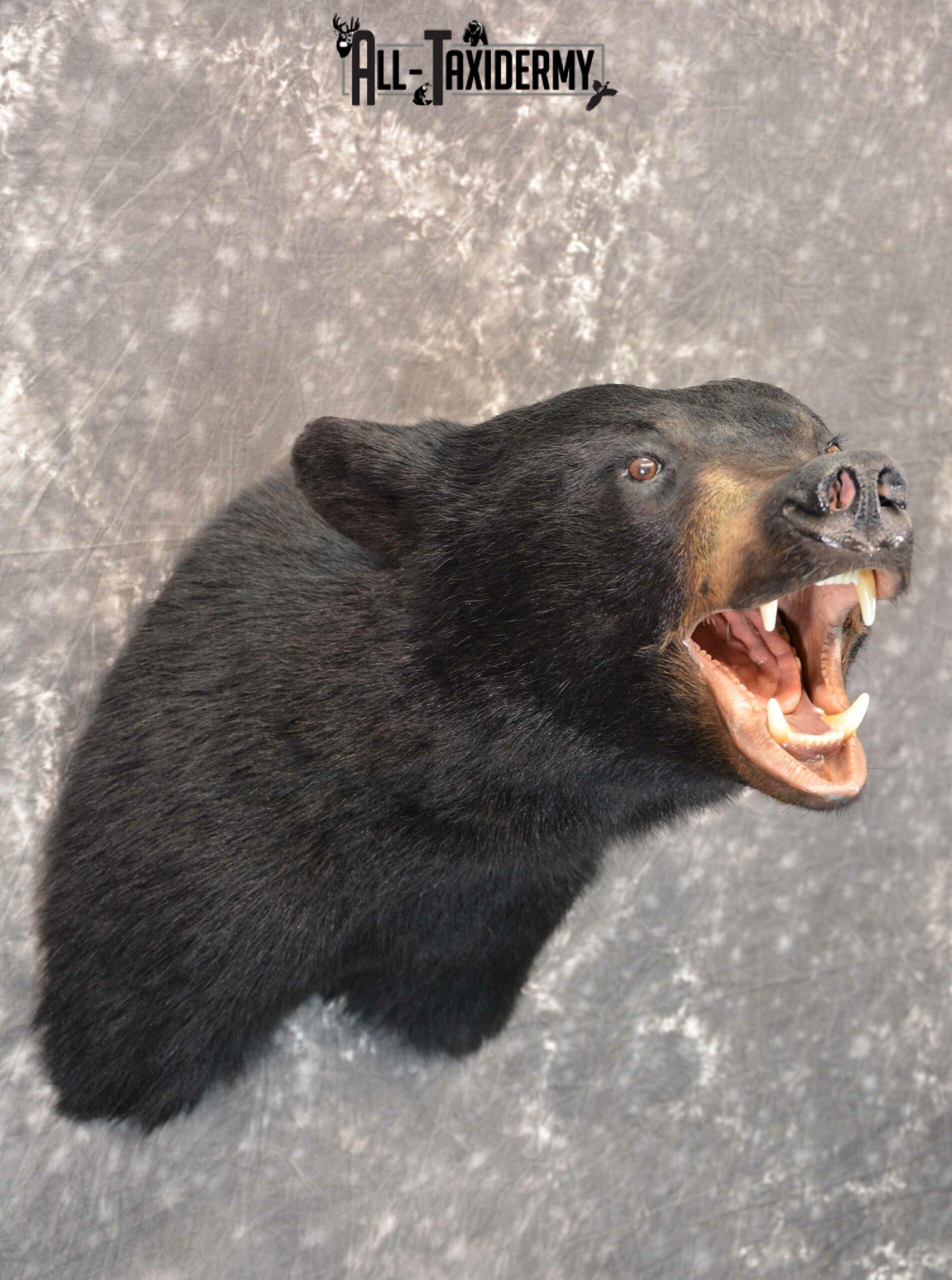 Black Bear Taxidermy Mount for Sale SKU 1184 - Image 4