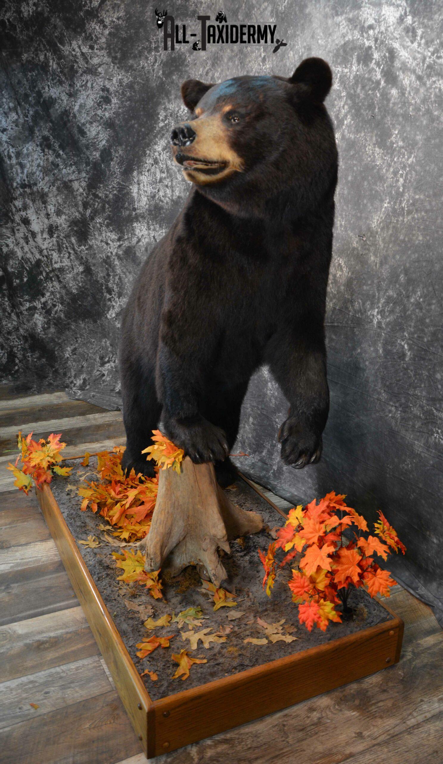 Black Bear Taxidermy mount for Sale SKU 1150 - Image 3