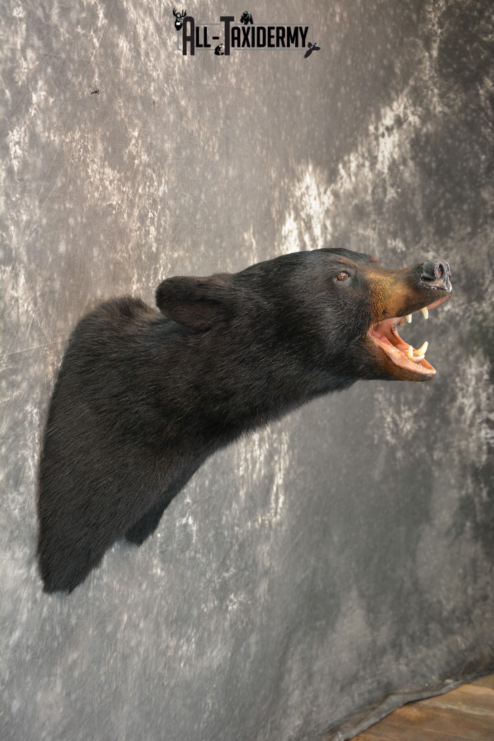 black bear taxidermy mounts