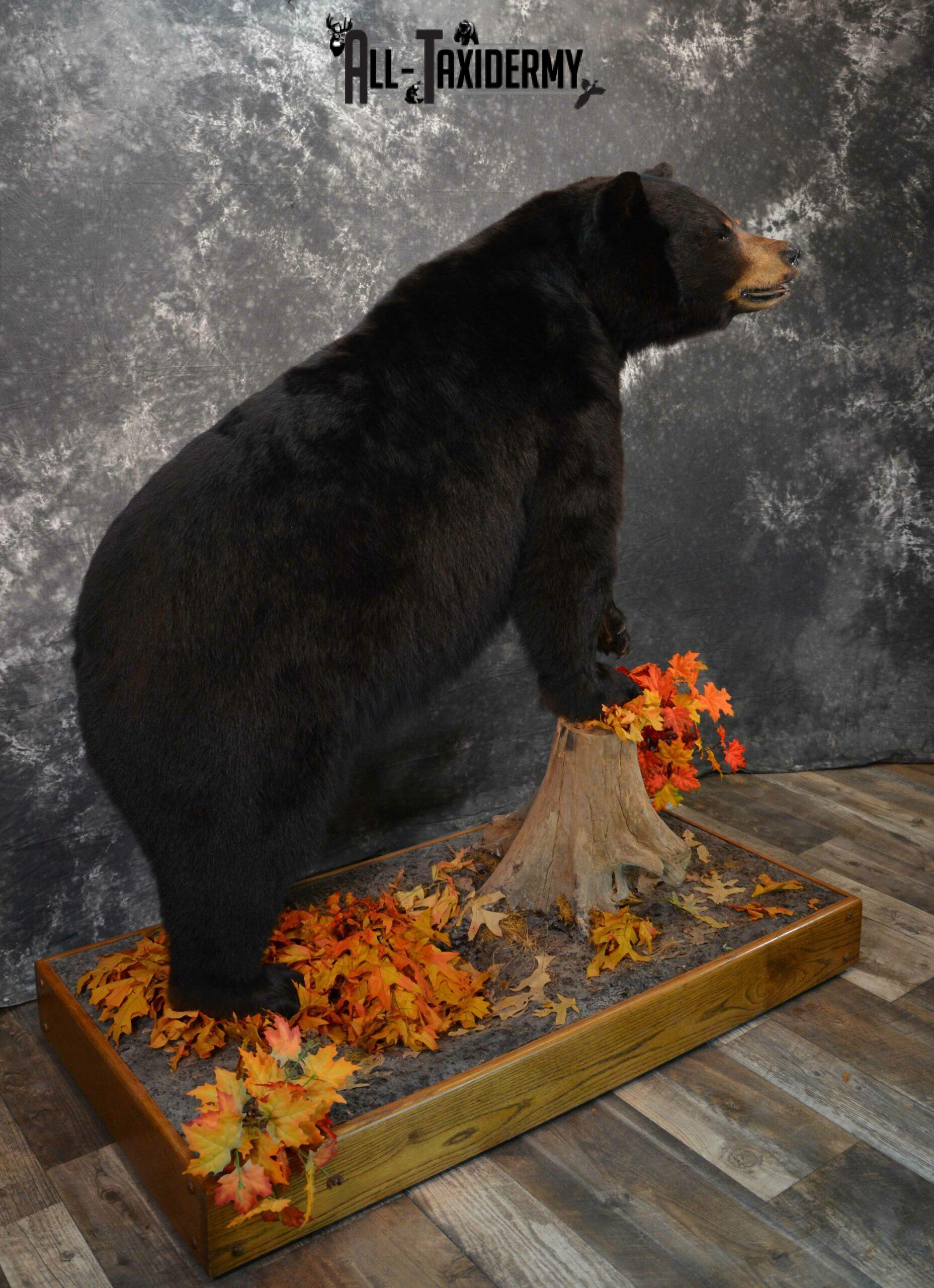 Black Bear Taxidermy mount for Sale SKU 1150 - Image 4