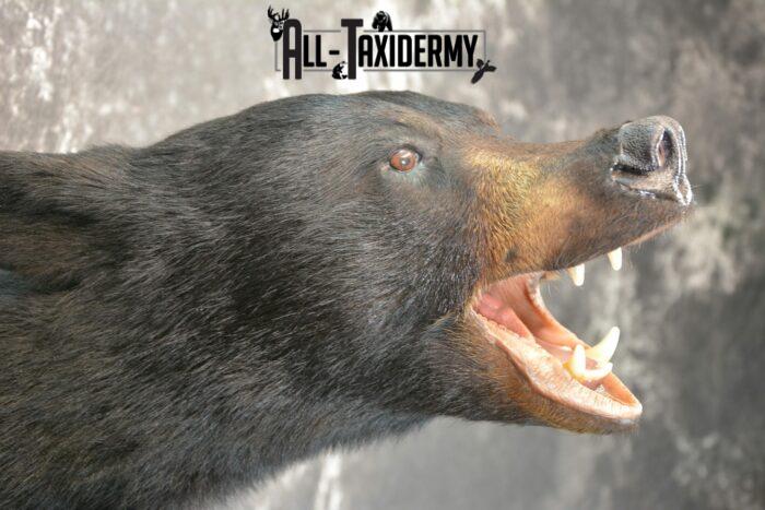 bear taxidermy