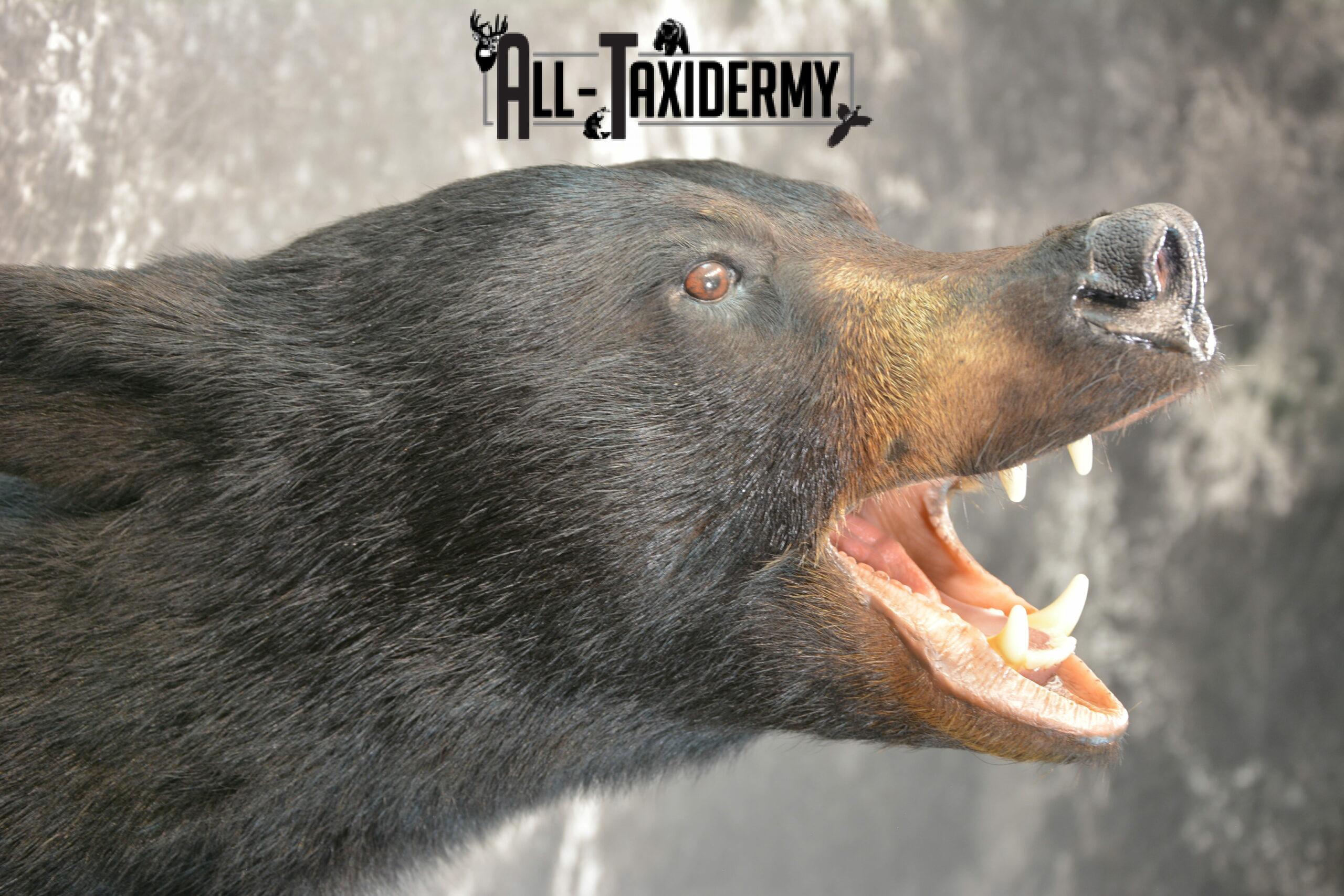 black bear taxidermy mounts