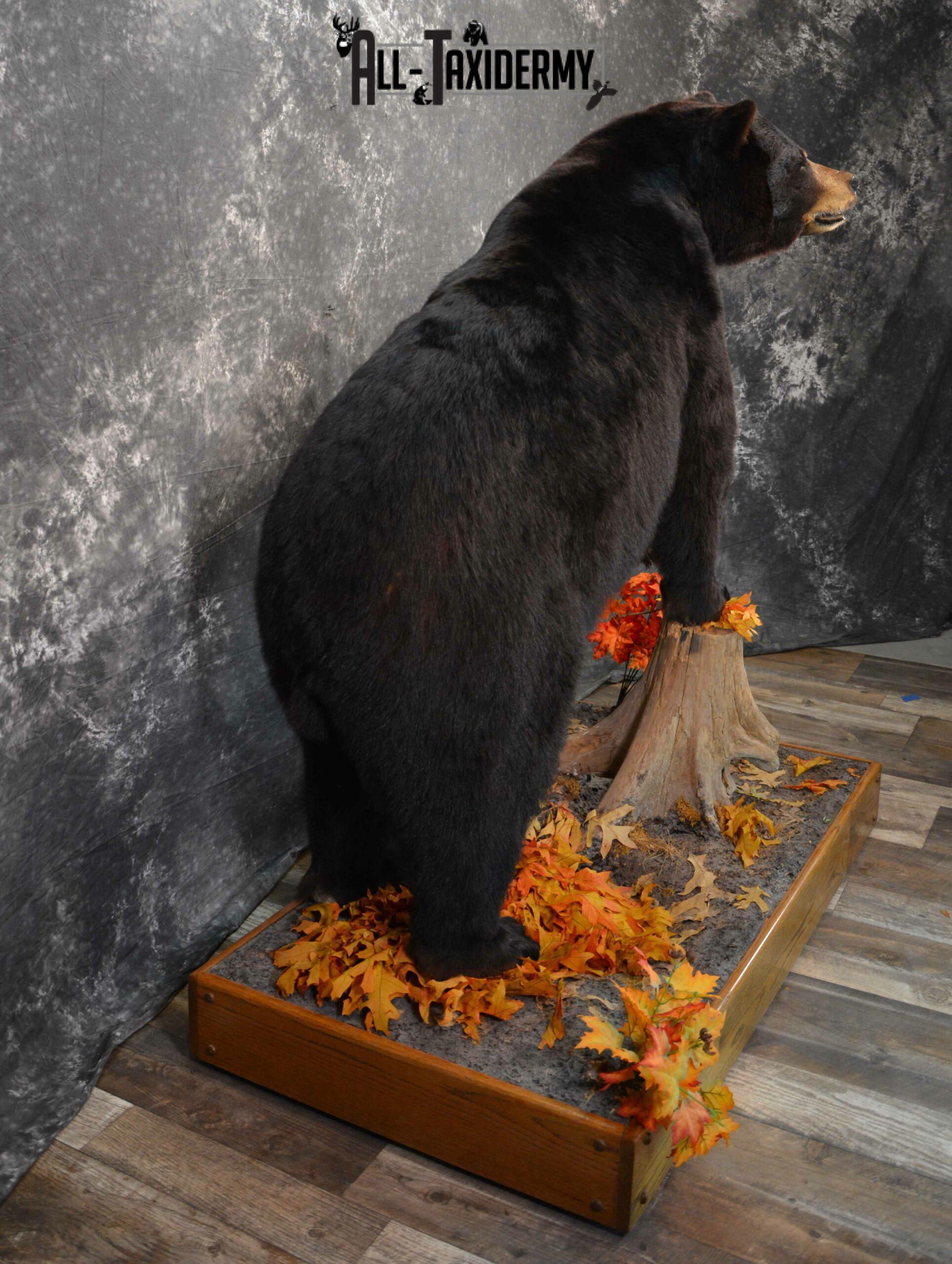 Black Bear Taxidermy mount for Sale SKU 1150 - Image 5