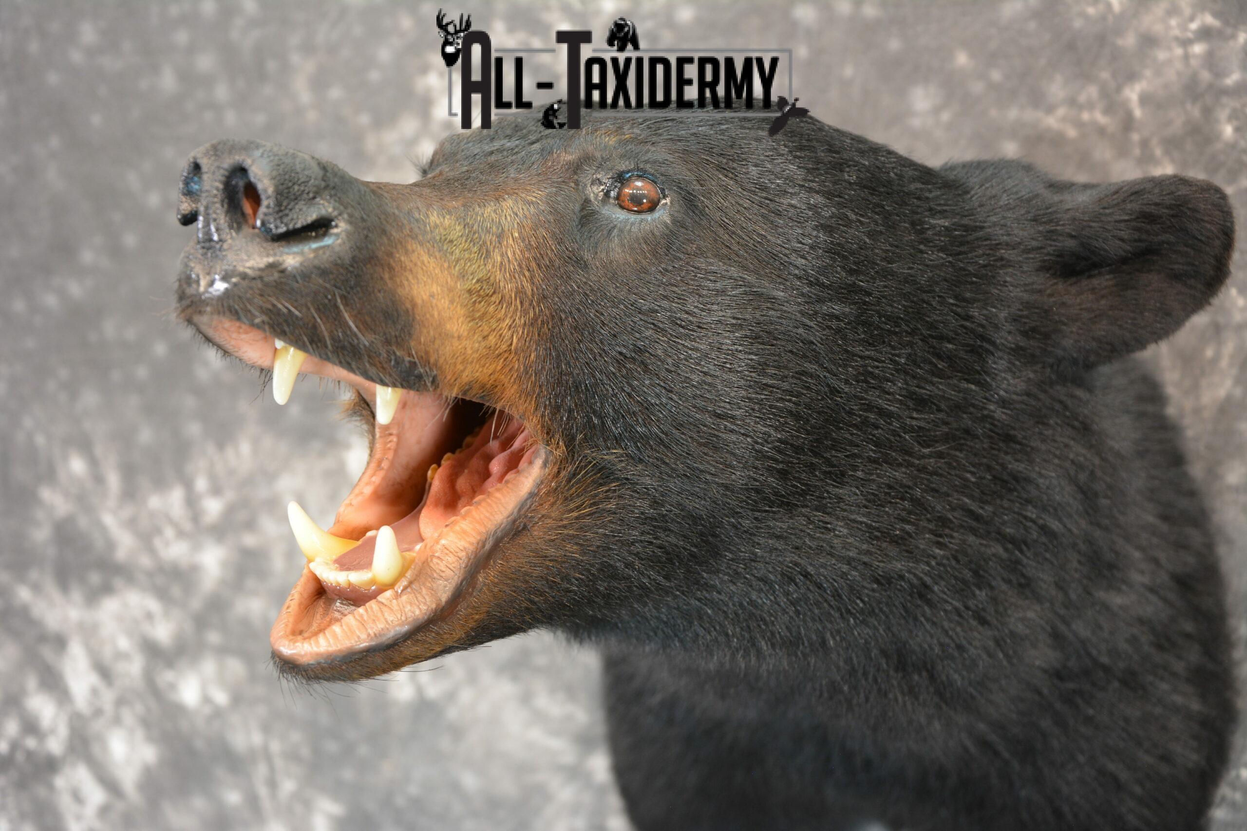 black bear taxidermy mounts