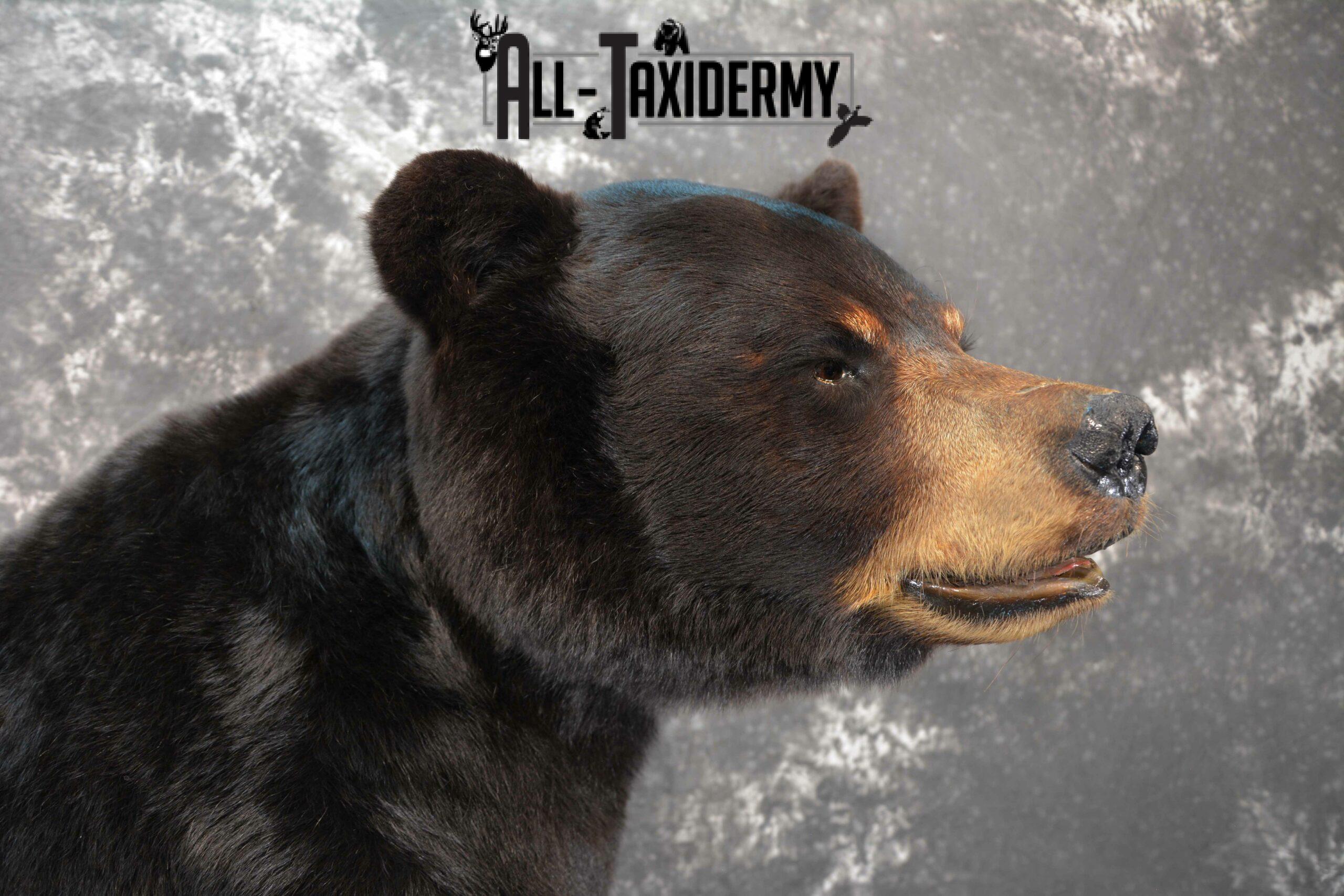 Black Bear Taxidermy mount for Sale SKU 1150 - Image 6