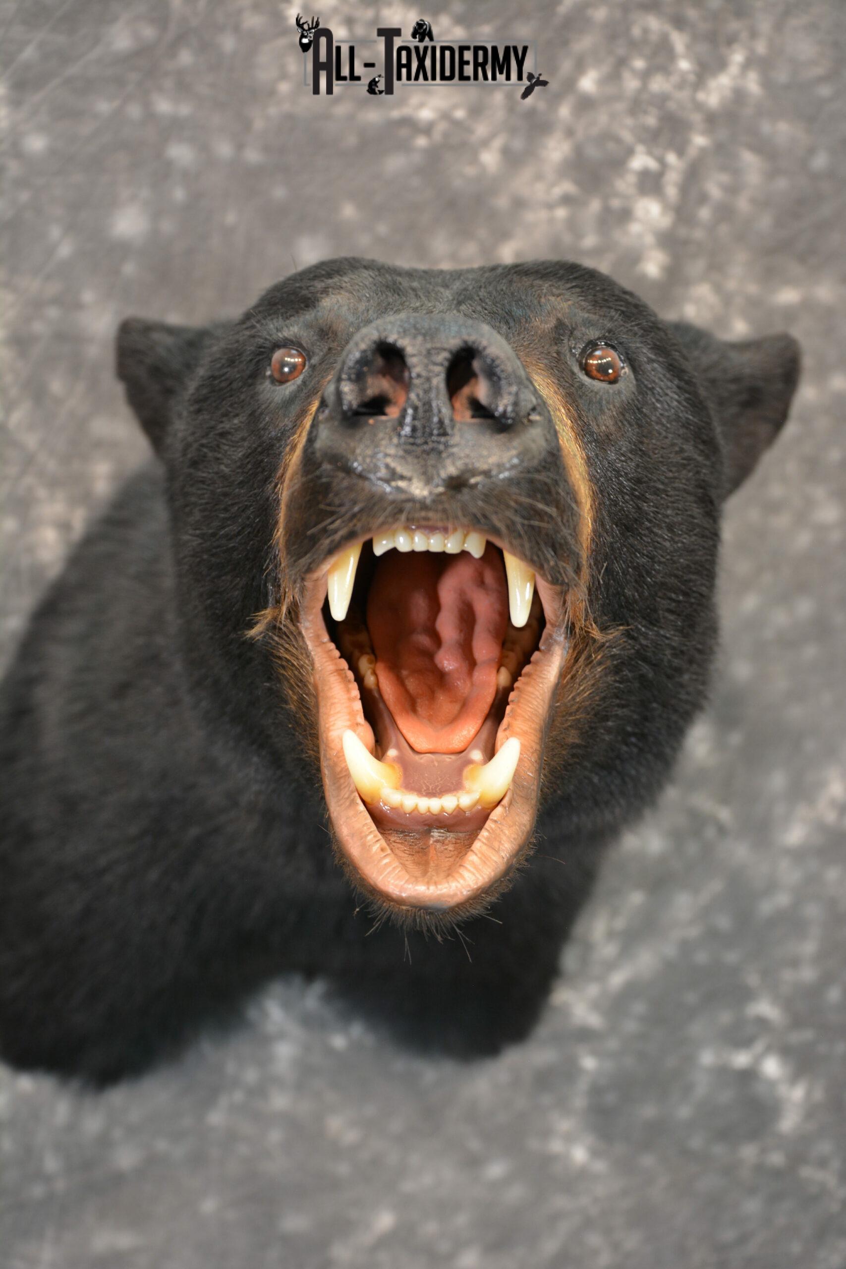 Black Bear Taxidermy Mount for Sale SKU 1184 - Image 8