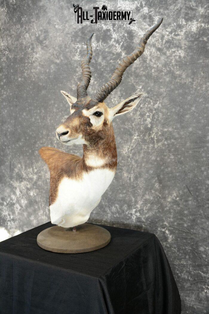 blackbuck pedestal mount