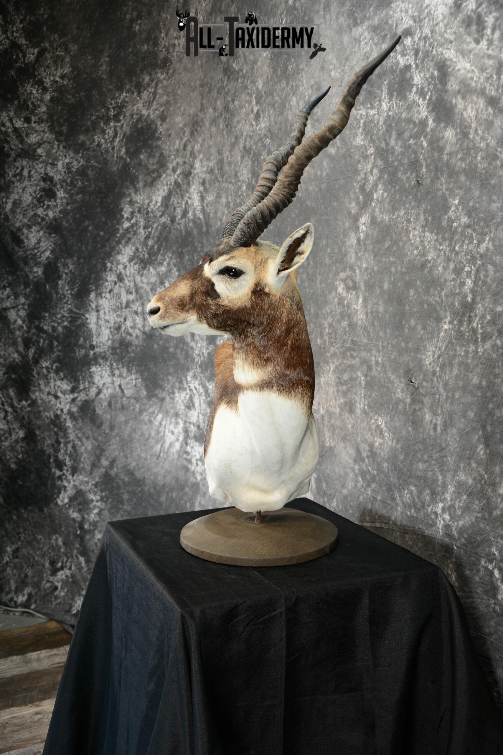 Blackbuck Taxidermy pedestal for sale SKU 1052 - Image 3