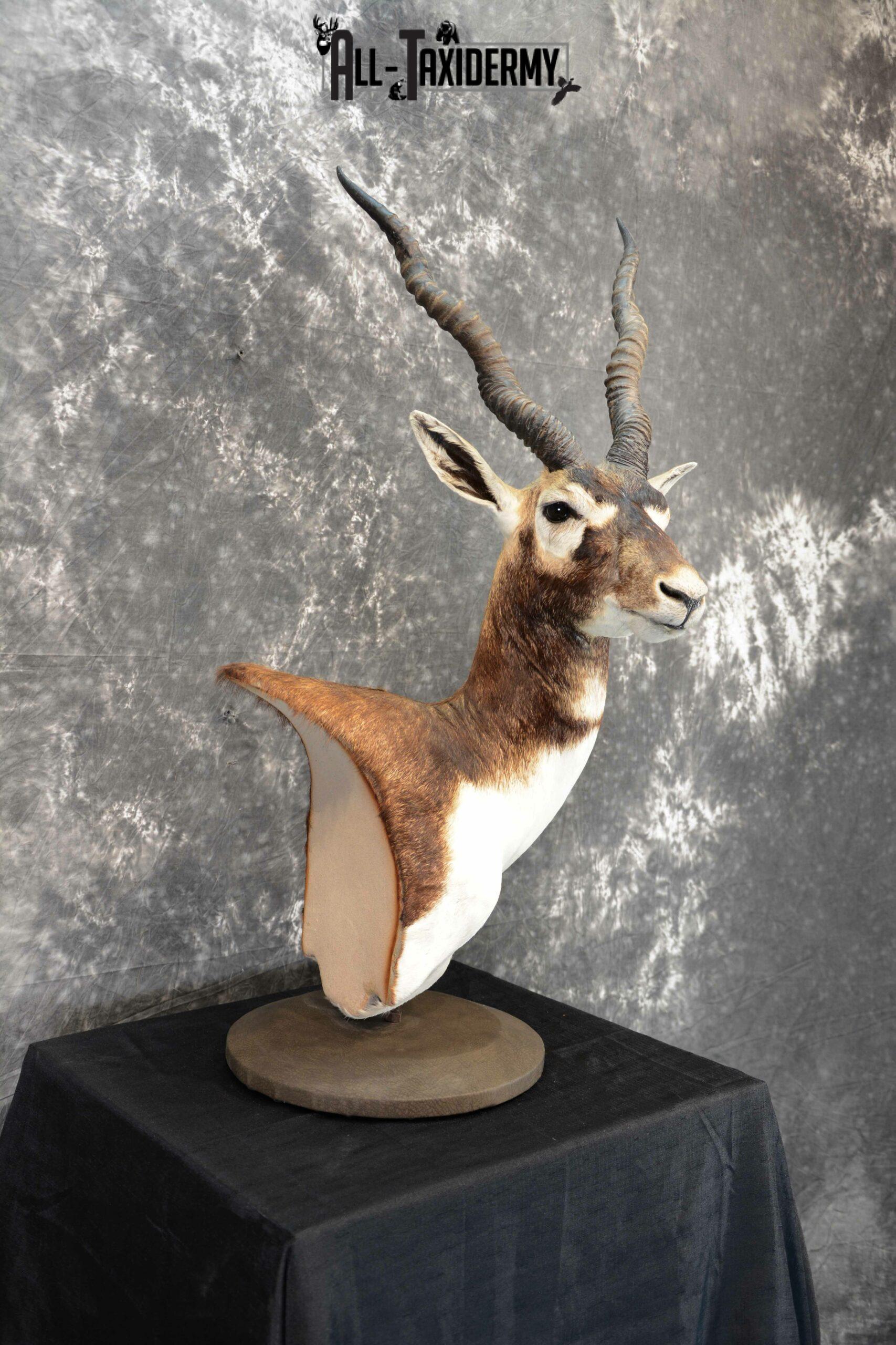 Blackbuck Taxidermy pedestal for sale SKU 1052 - Image 4